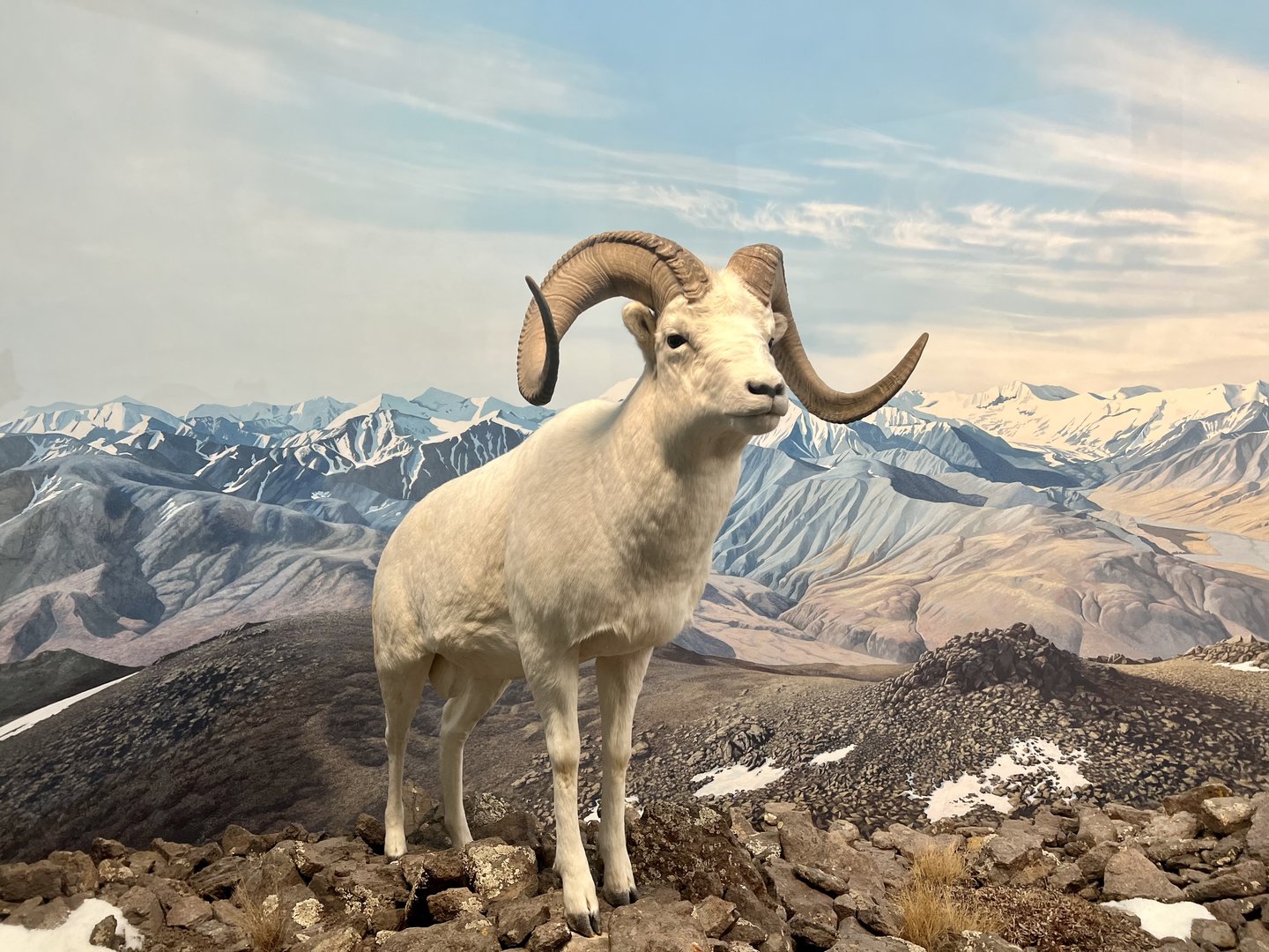 Dall Sheep