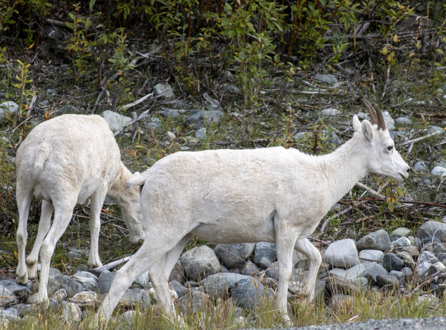Dall Sheep