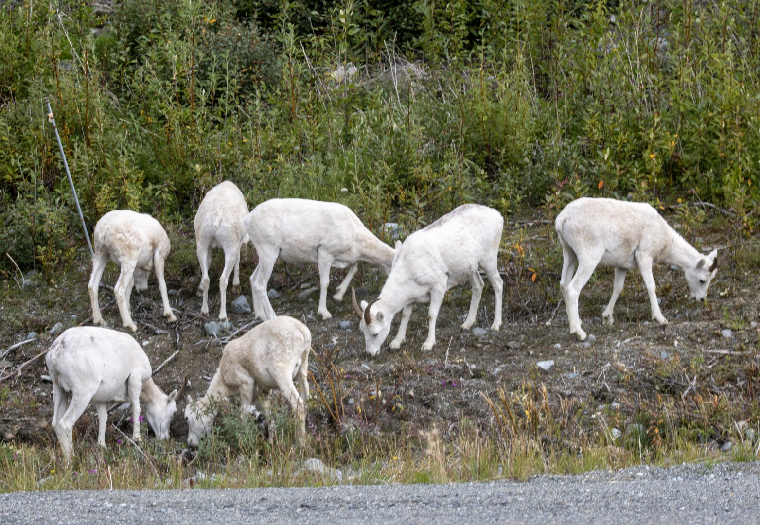 Dall Sheep