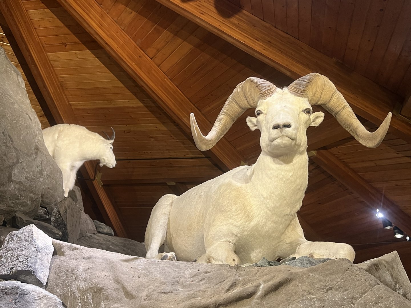 Dall Sheep