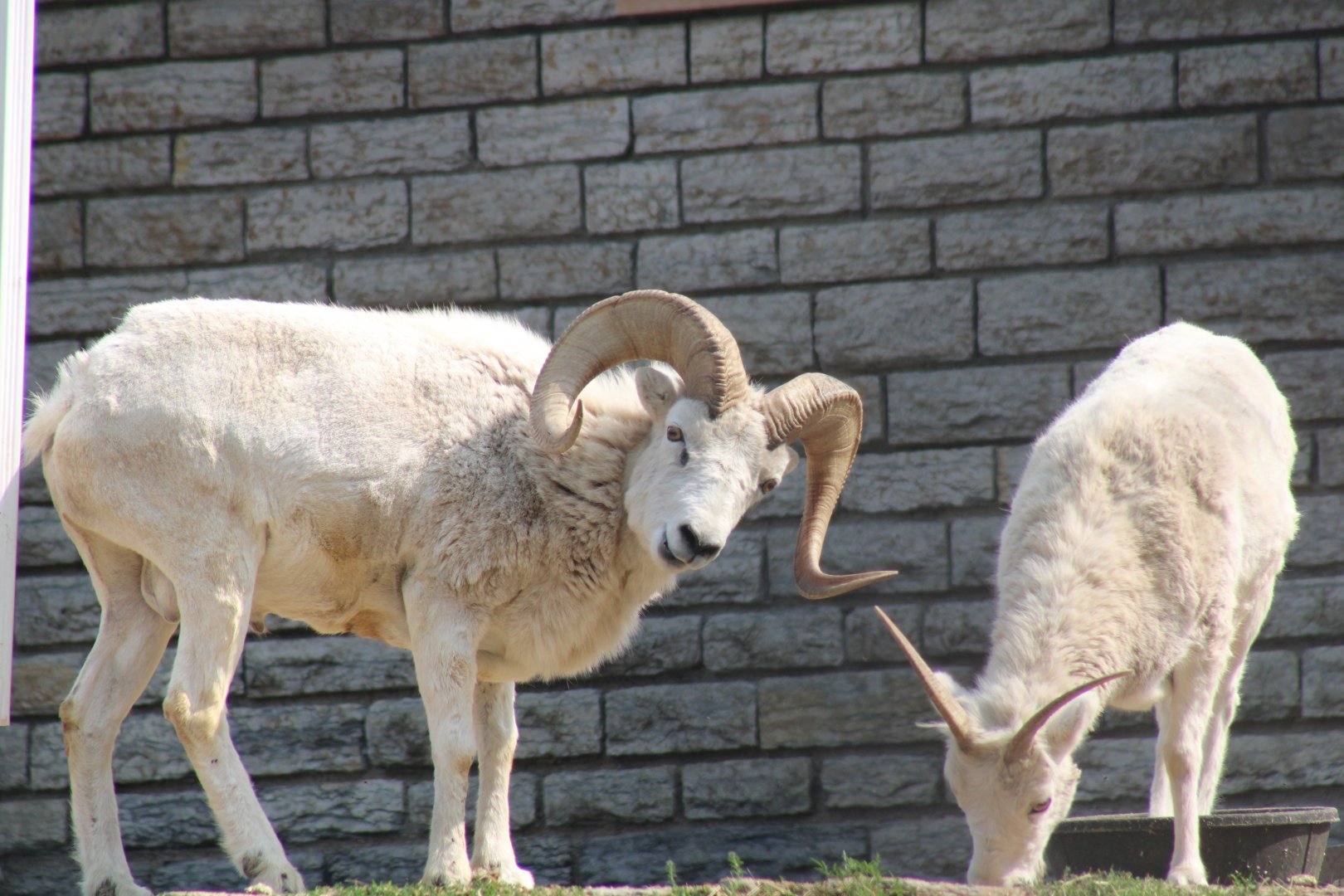 Dall sheep