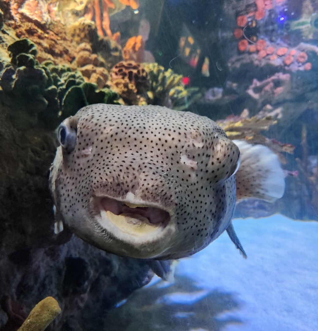 Dallas Children's Aquarium - pufferfish