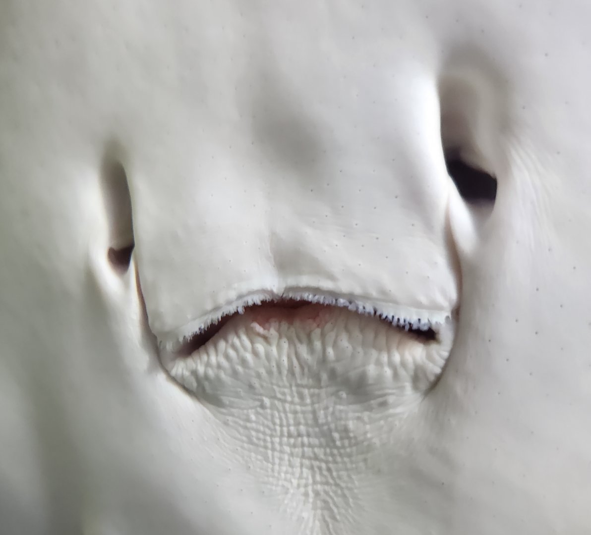 Dallas Children's Aquarium - sad marshmallow alien...