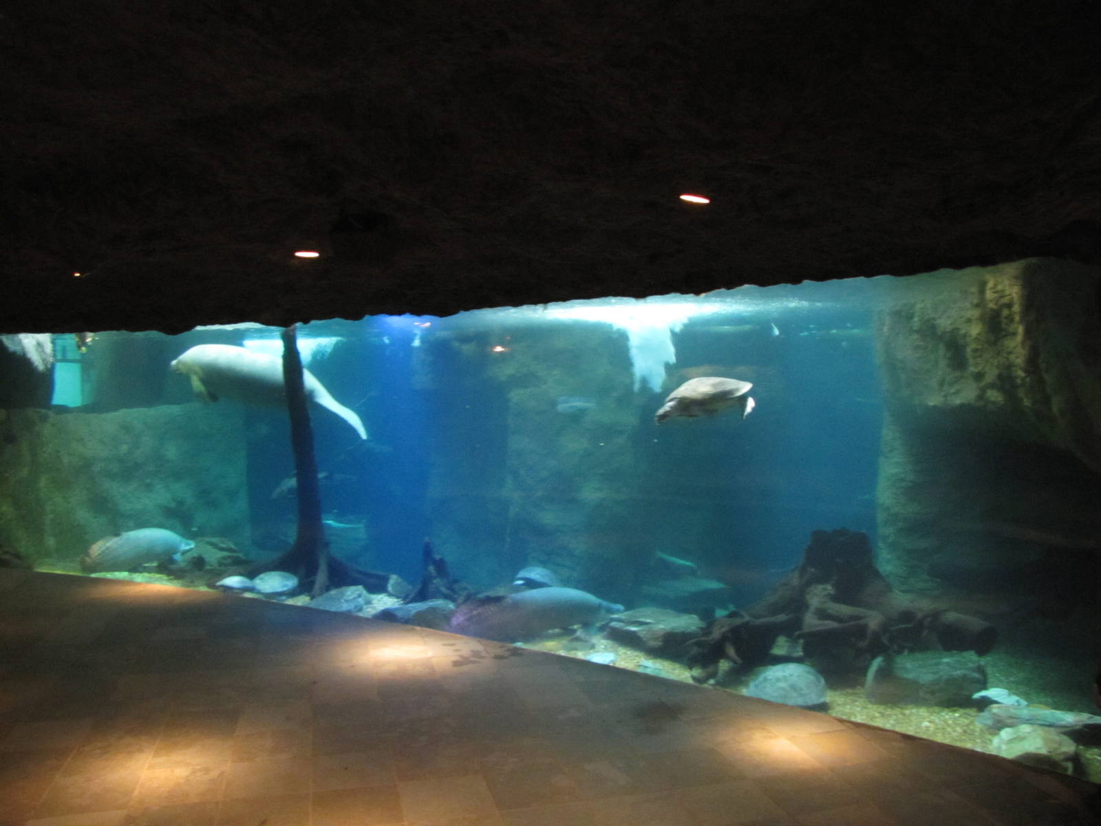 Dallas World Aquarium 2010 - Antillean Manatee, Arapaima and Arrau Turtle m