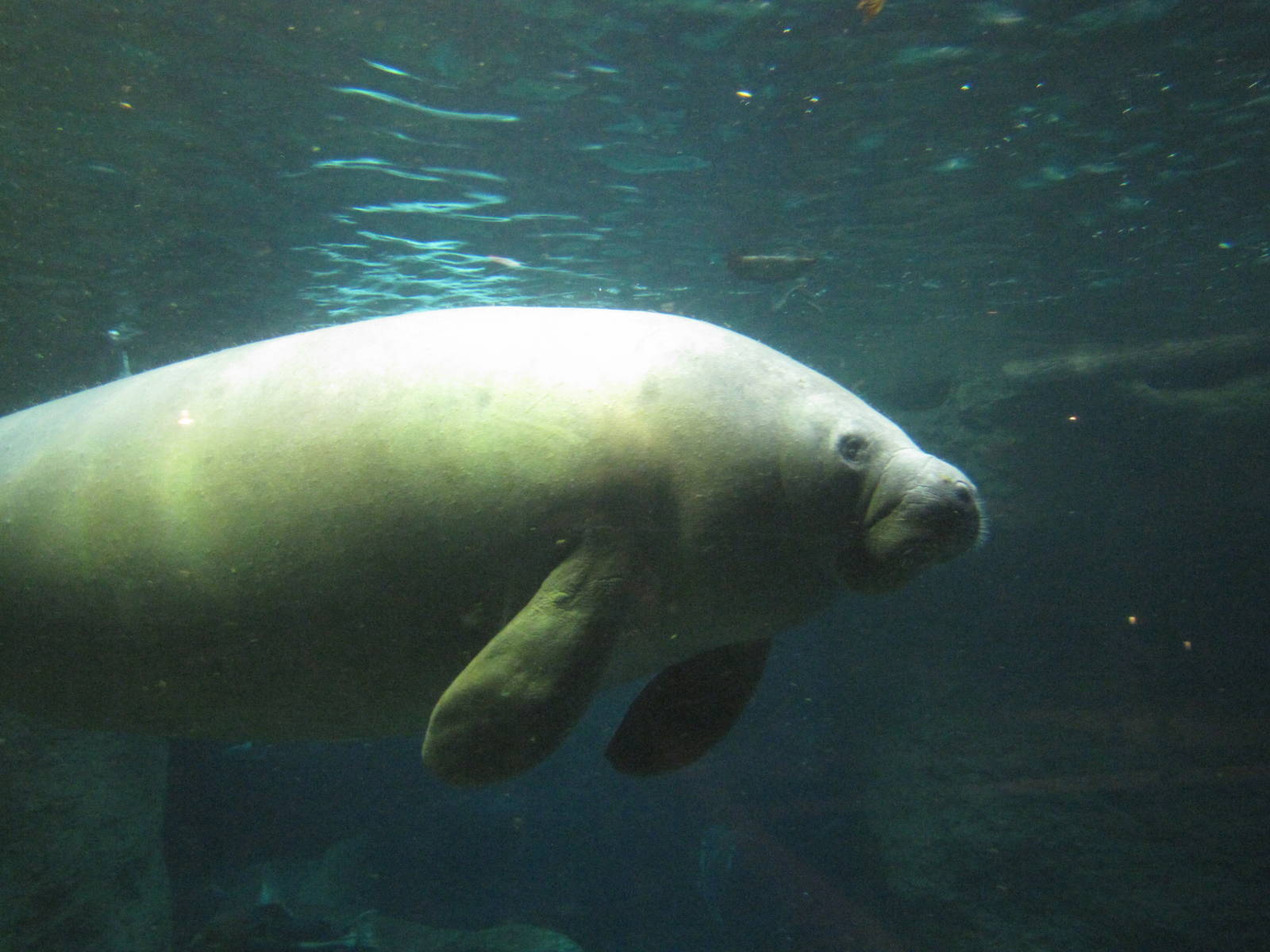Dallas World Aquarium 2010 - Antillean Manatee