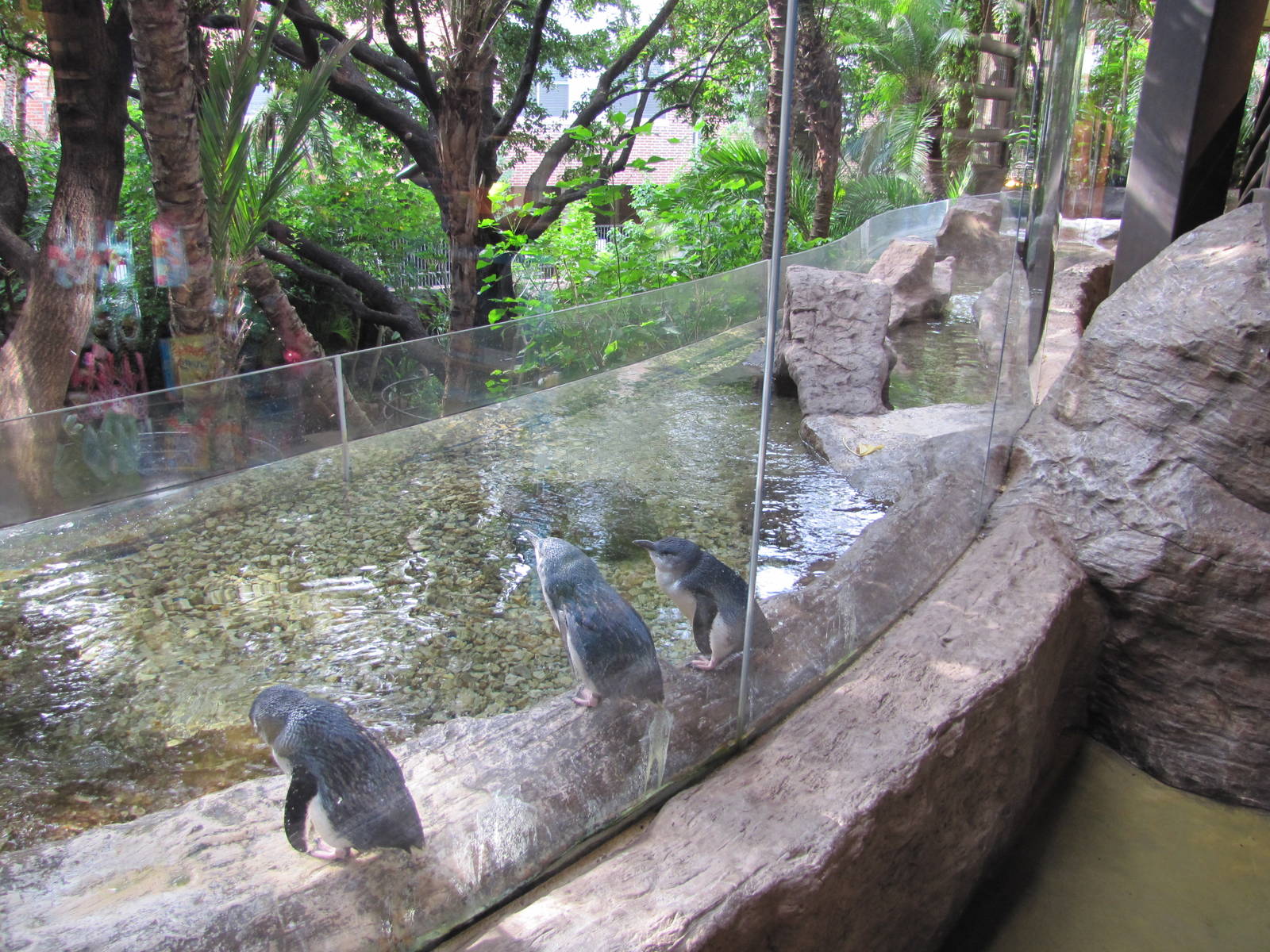 Dallas World Aquarium 2010 - Blue Penguins