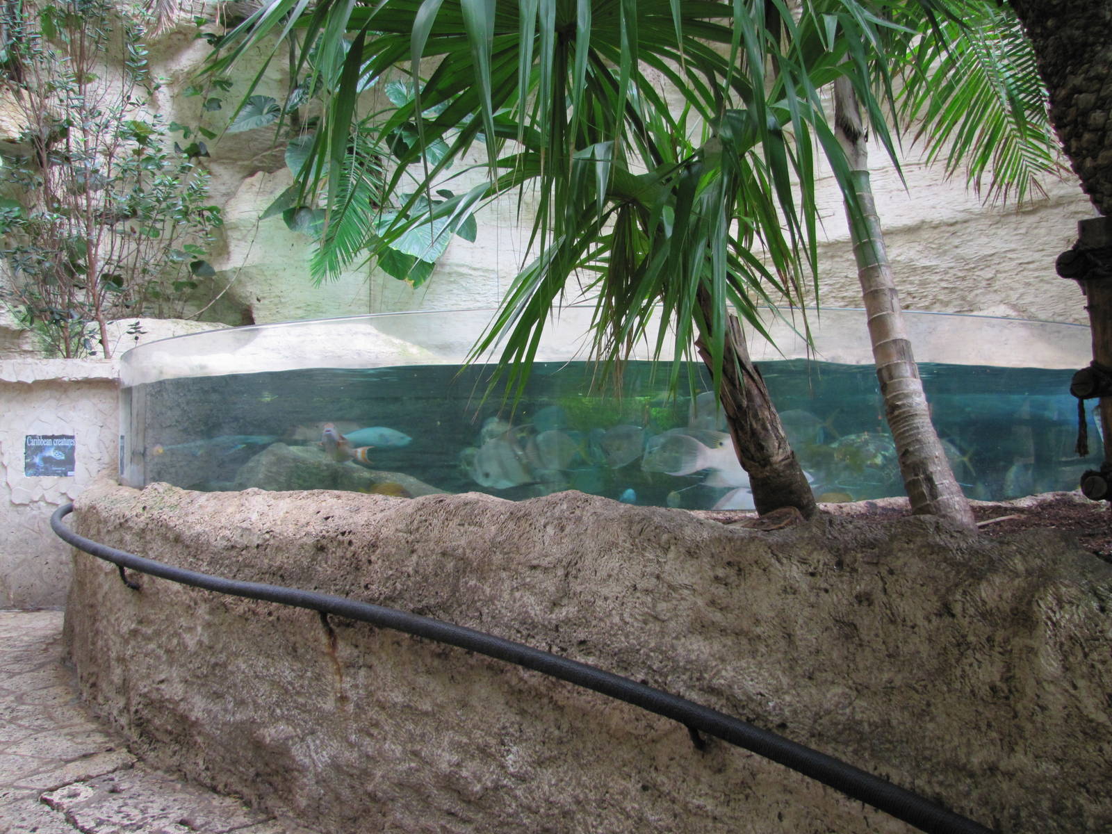 Dallas World Aquarium 2010 - Fish tank on the Mundo Maya level