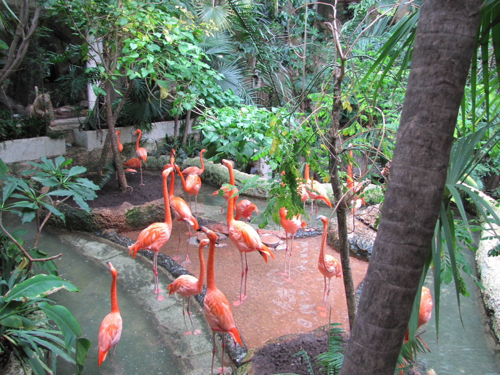 Dallas World Aquarium 2010 - Flamingo exhibit on the Mundo Maya level