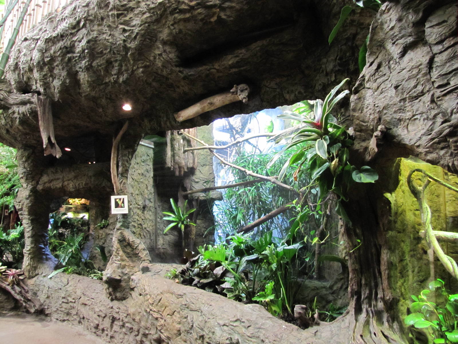 Dallas World Aquarium 2010 - Front of Double-yellow headed Amazon Parrot ex
