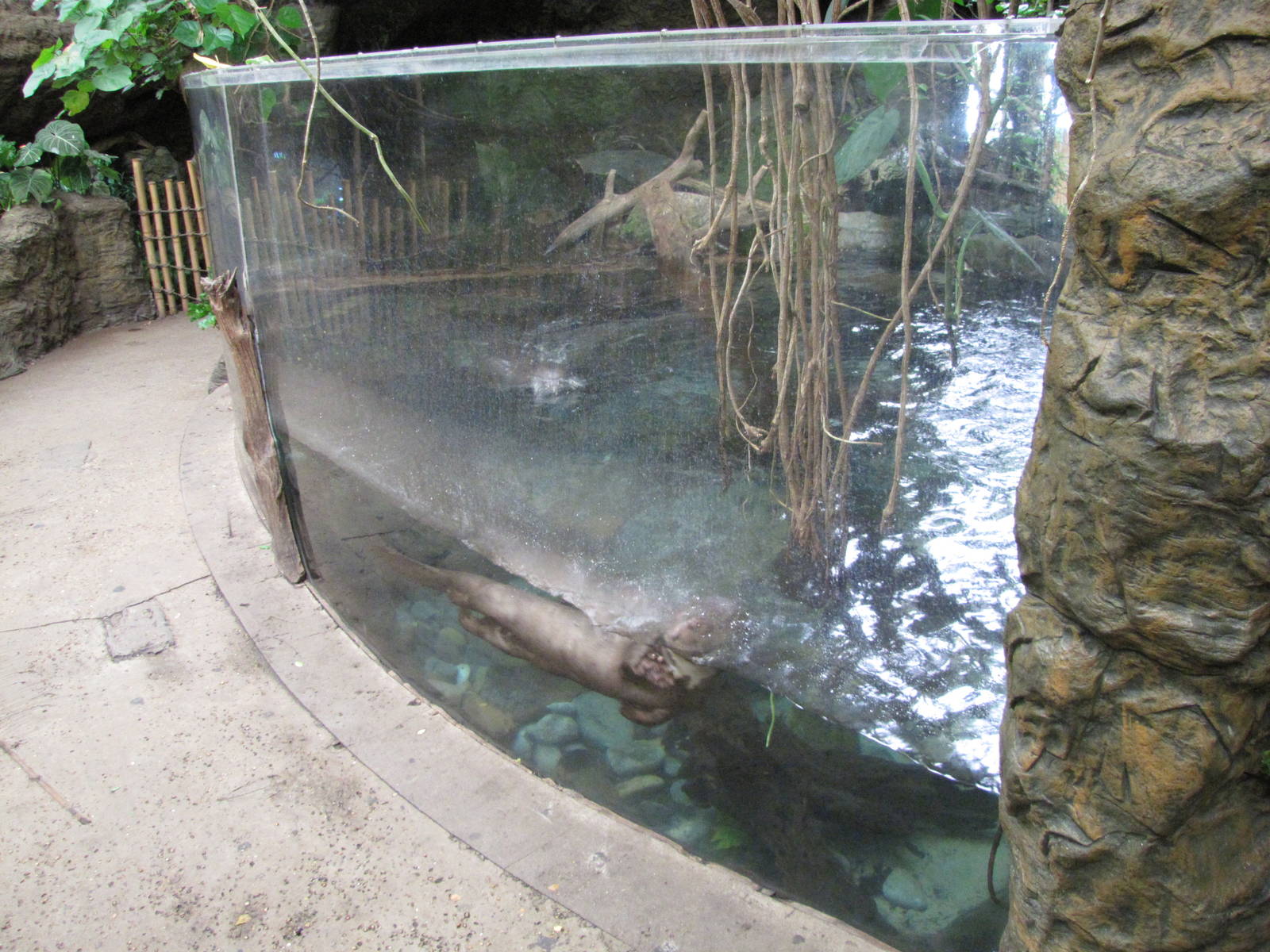 Dallas World Aquarium 2010 - Front of the Giant Otter exhibit from the lowe