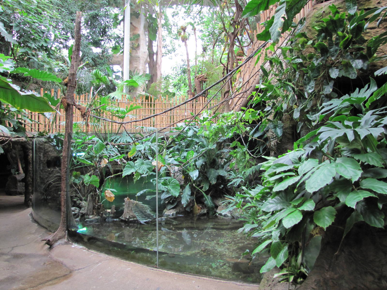 Dallas World Aquarium 2010 - Front of the Orinoco Crocodile exhibit