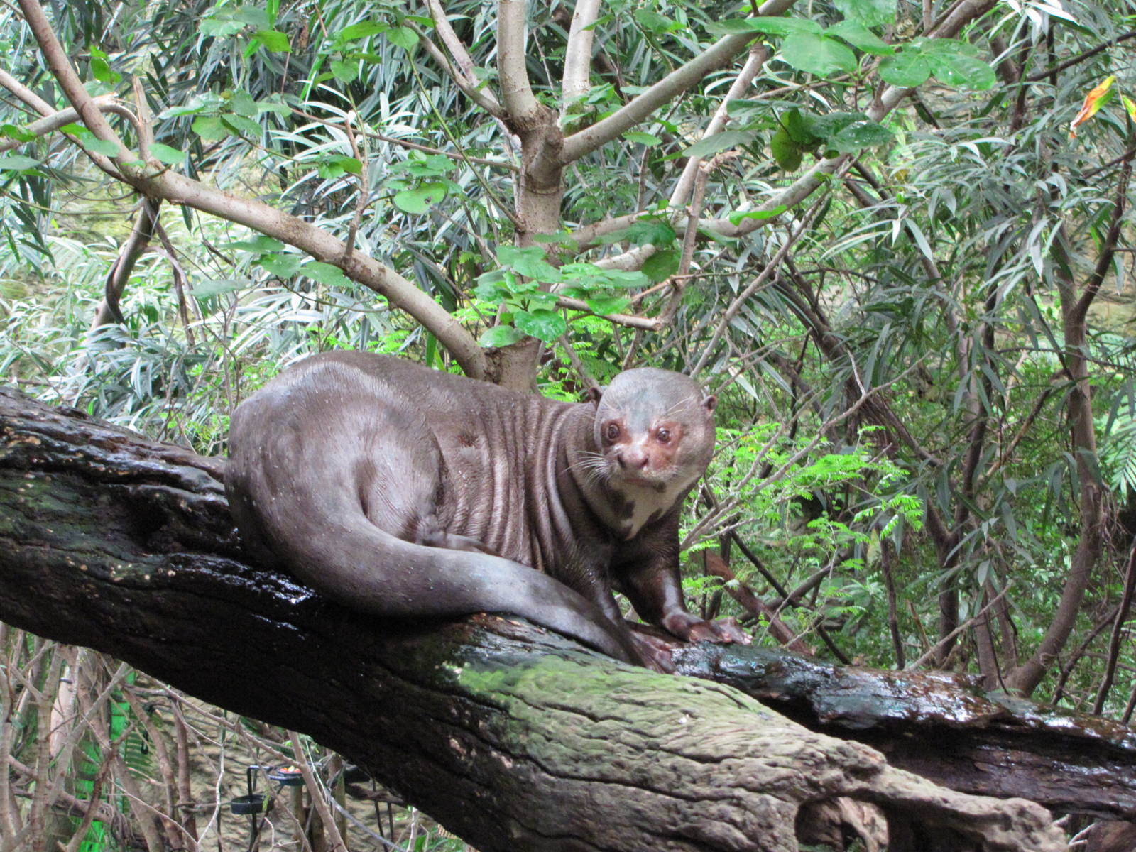 Dallas World Aquarium 2010 - Giant Otter