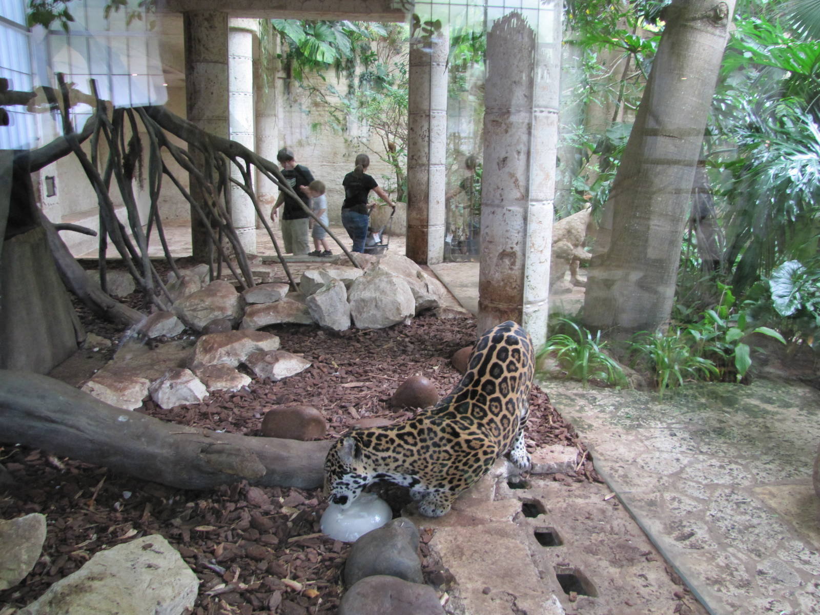 Dallas World Aquarium 2010 - Jaguar on the Mundo Maya level