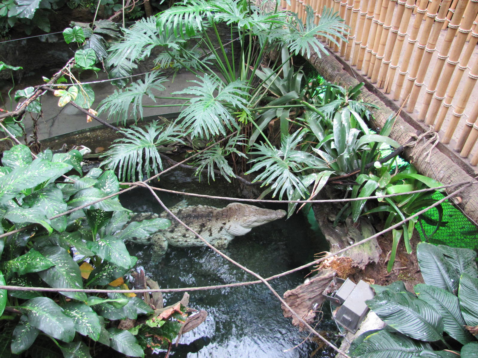 Dallas World Aquarium 2010 - Male Orinoco Crocodile