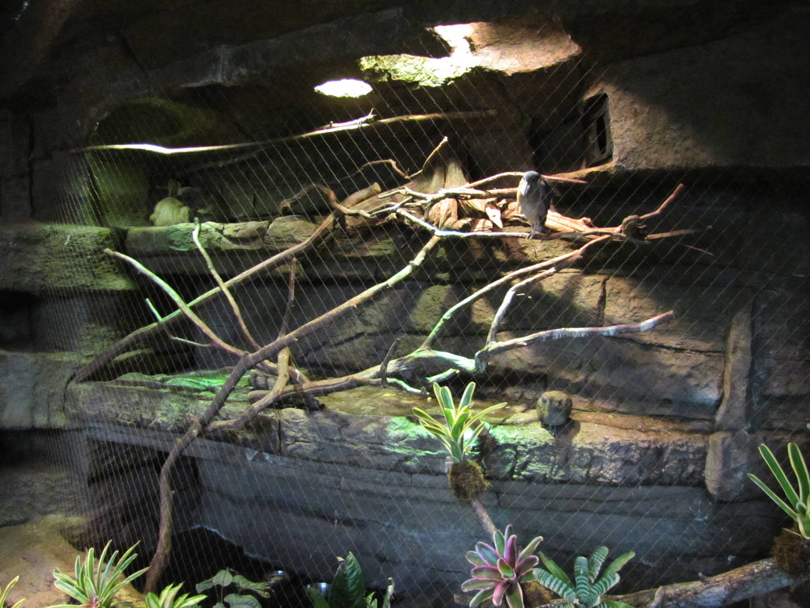 Dallas World Aquarium 2010 - Mixed exhibit on the Orinoco Rainforest level