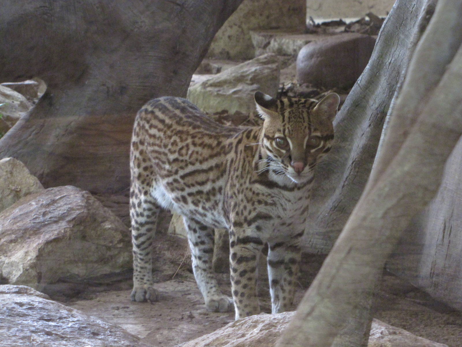 Dallas World Aquarium 2010 - Ocelot