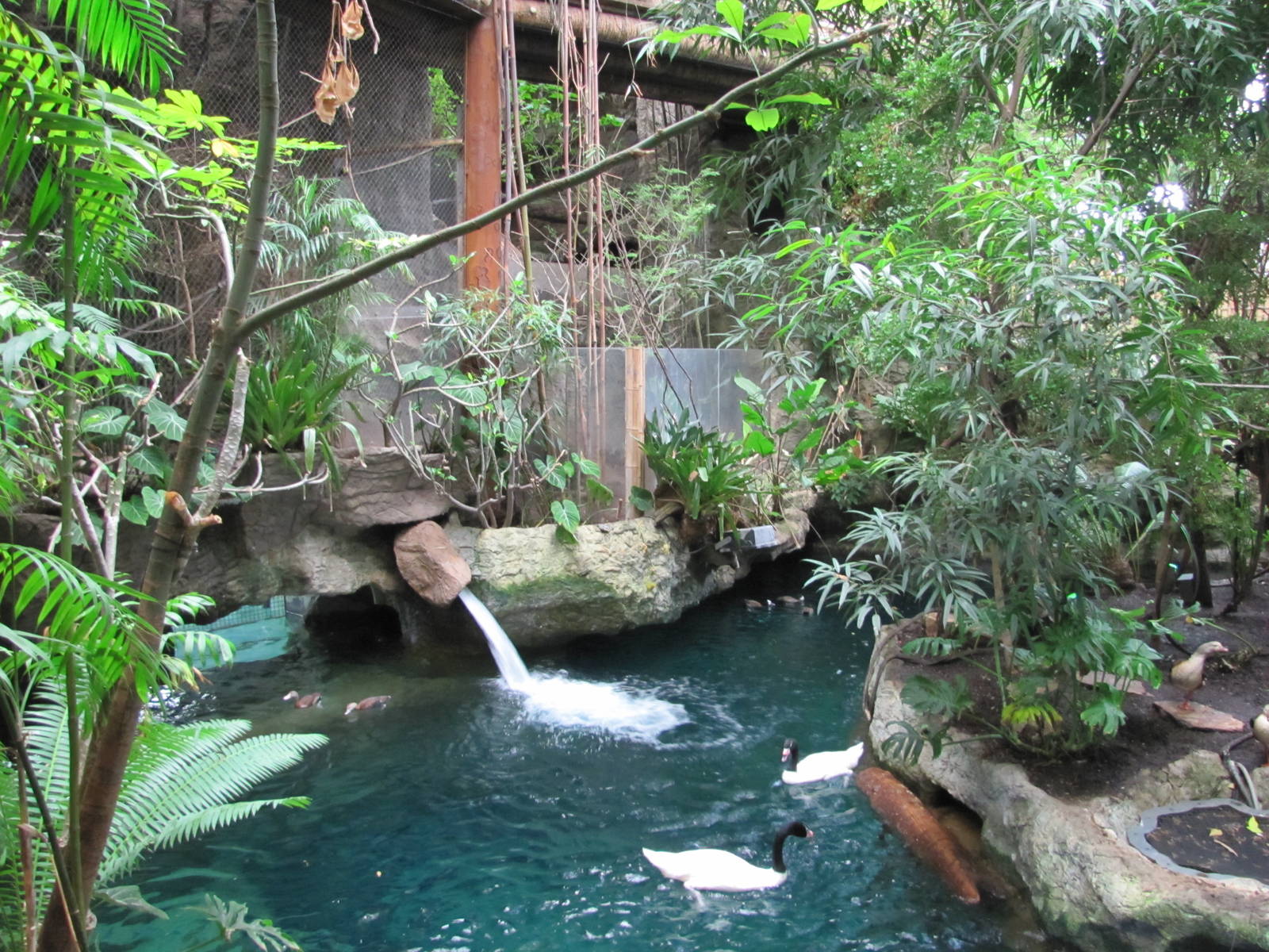 Dallas World Aquarium 2010 - Part of a mixed bird exhibit on the Orinoco Ra