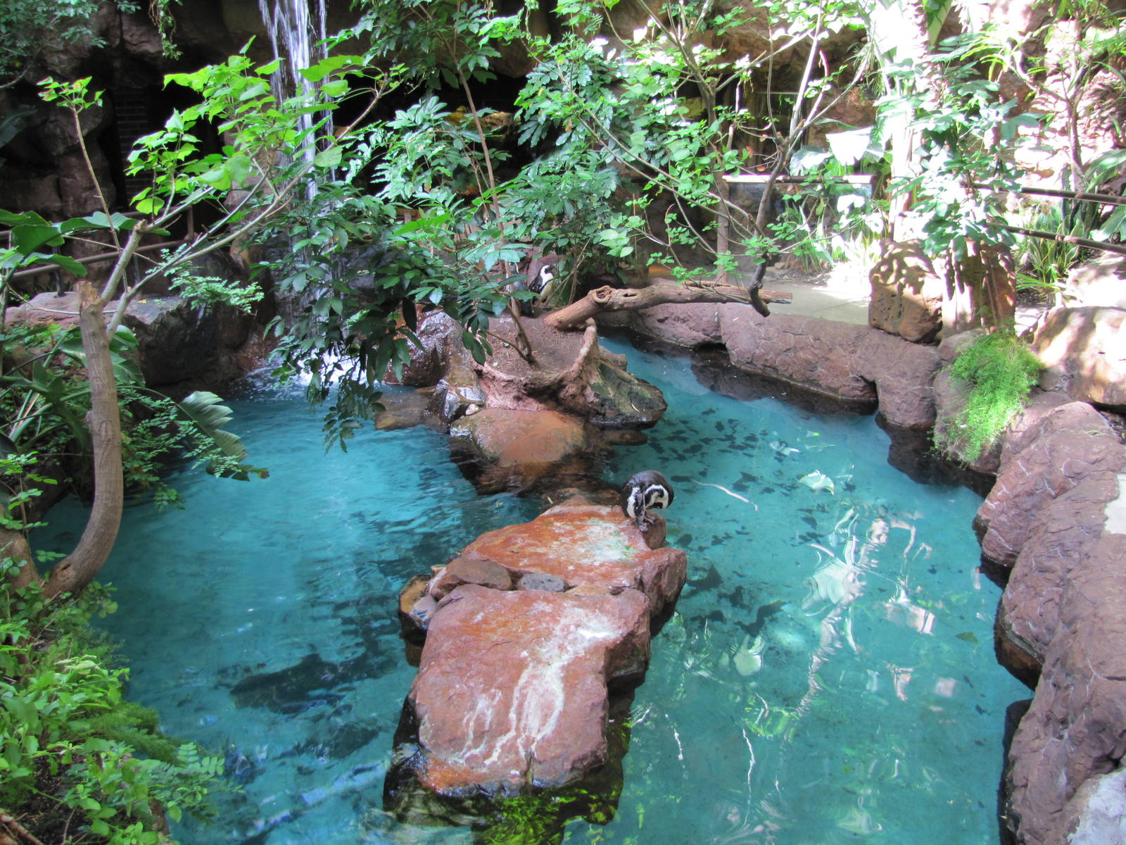 Dallas World Aquarium 2010 - Part of the Jackass Penguin exhibit