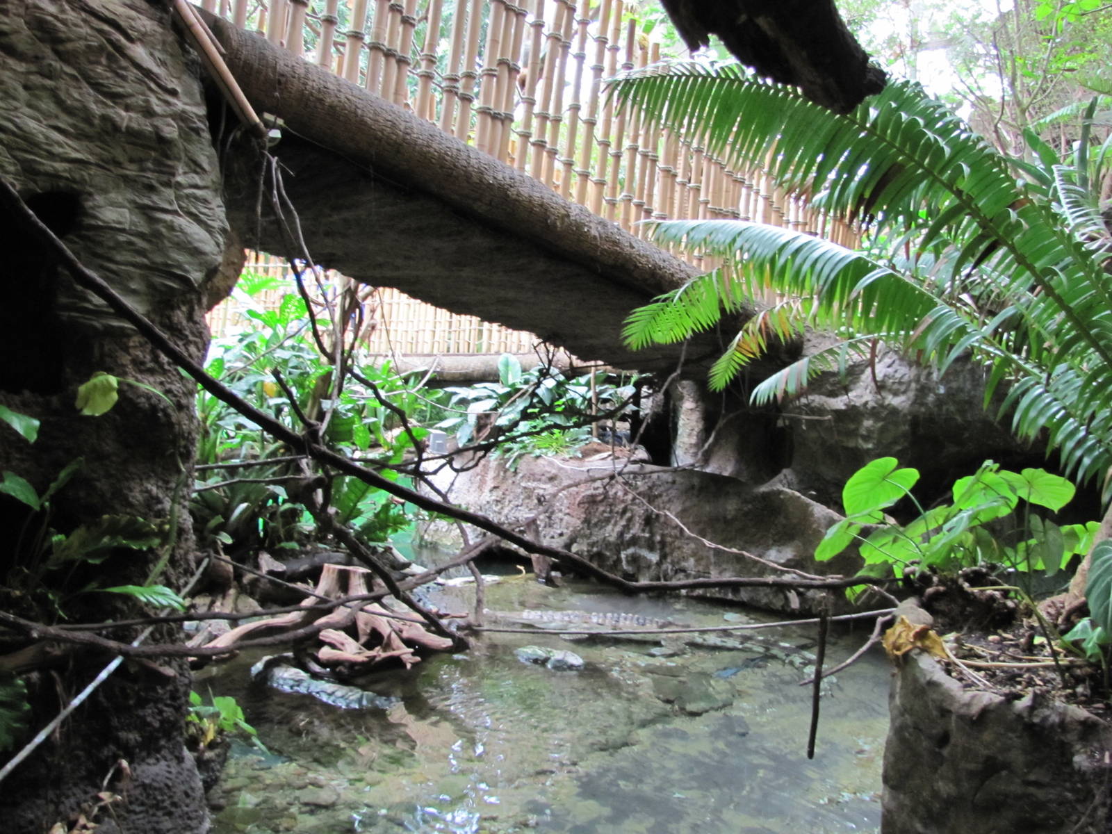 Dallas World Aquarium 2010 - Part of the Orinoco Crocodile exhibit