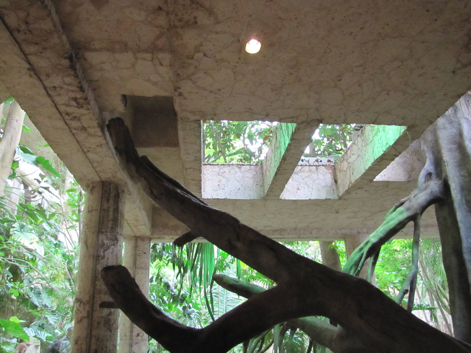 Dallas World Aquarium 2010 - Passage between levels in the Jaguar/Ocelot ex