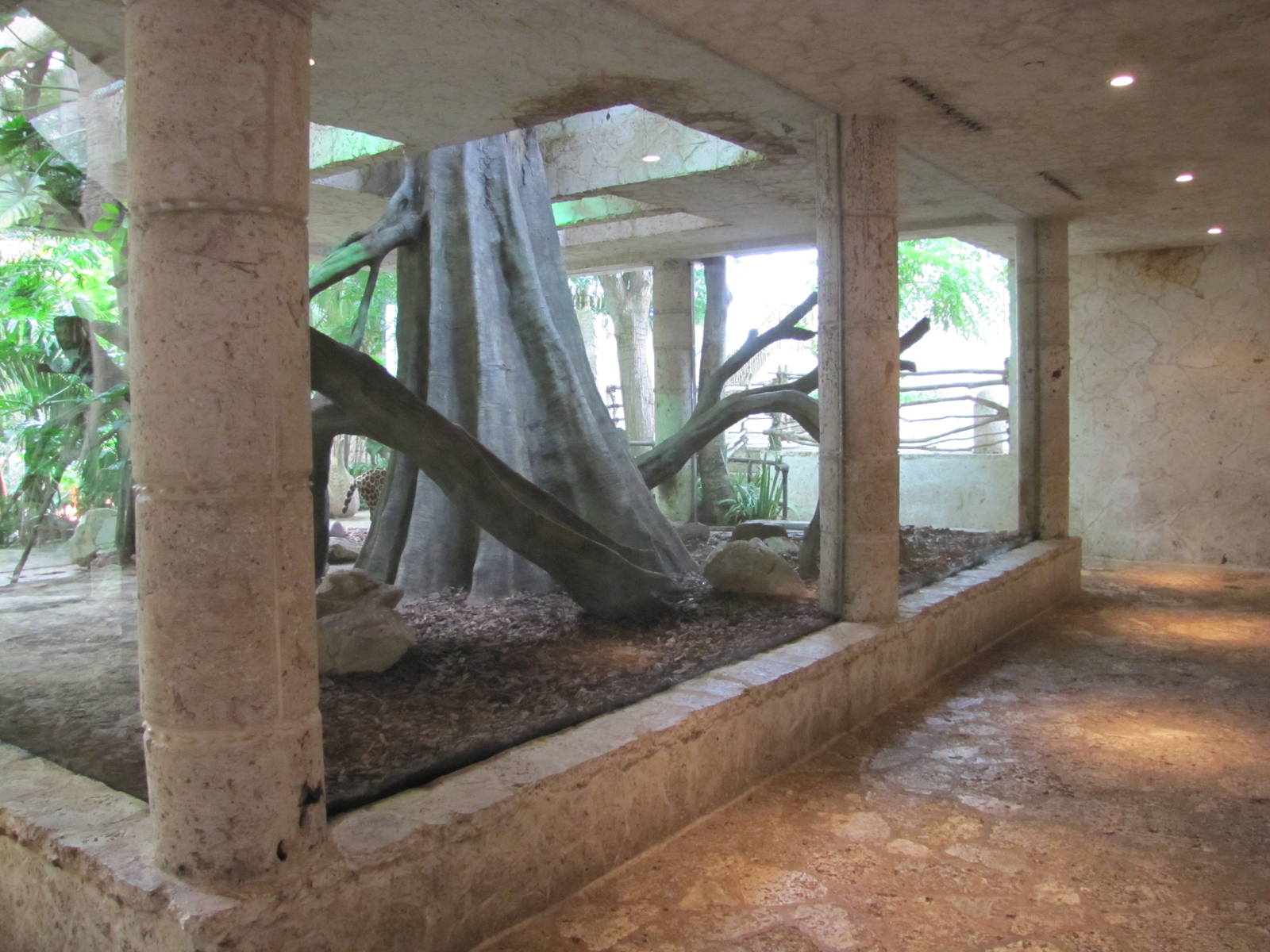 Dallas World Aquarium 2010 - Second side of the Jaguar/Ocelot exhibit