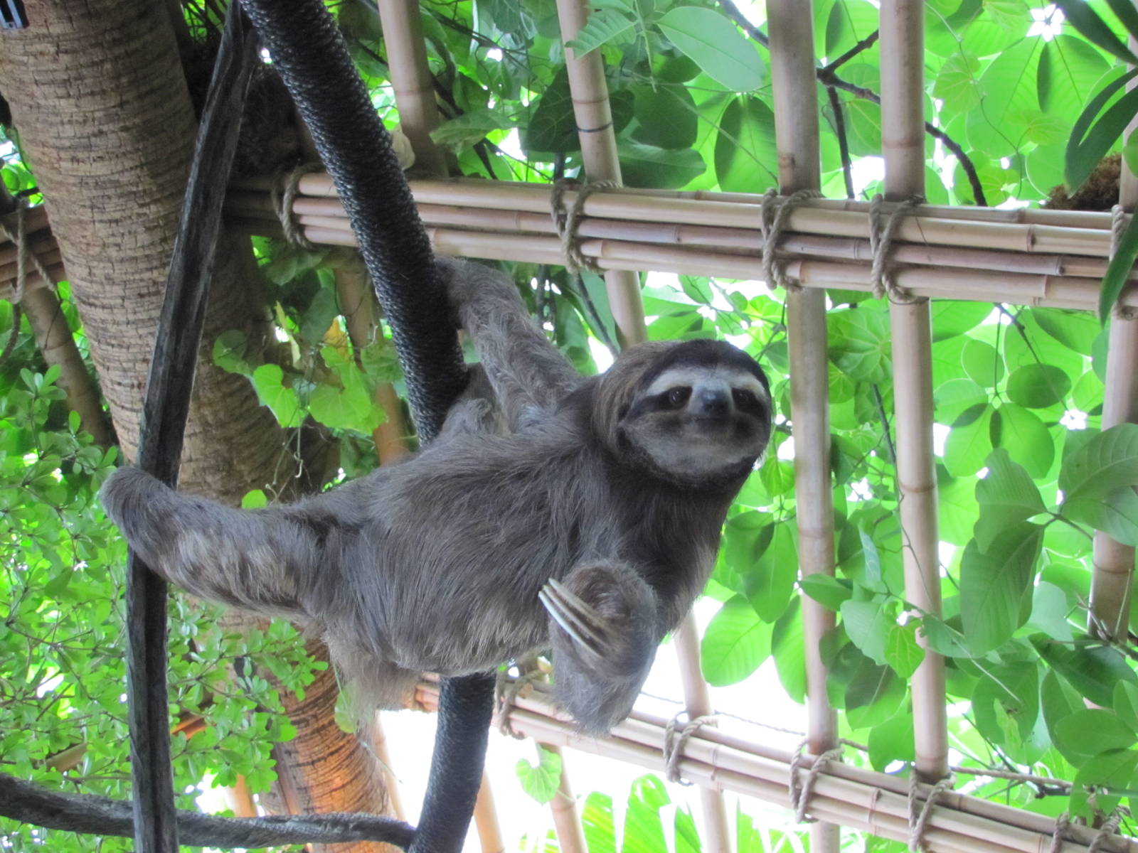 Dallas World Aquarium 2010 - The rare Three-toed Sloth