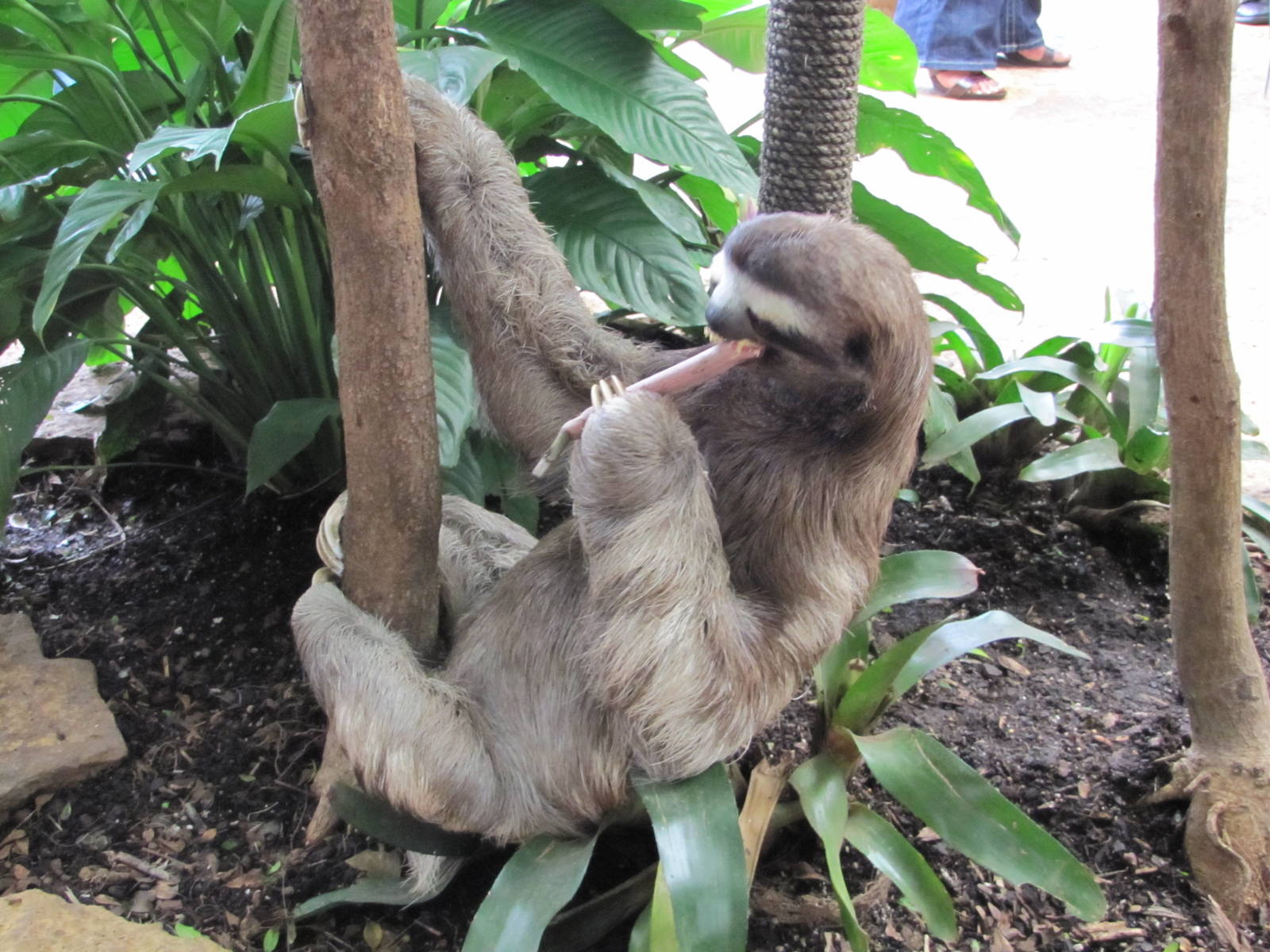 Dallas World Aquarium 2010 - The rare Three-toed Sloth
