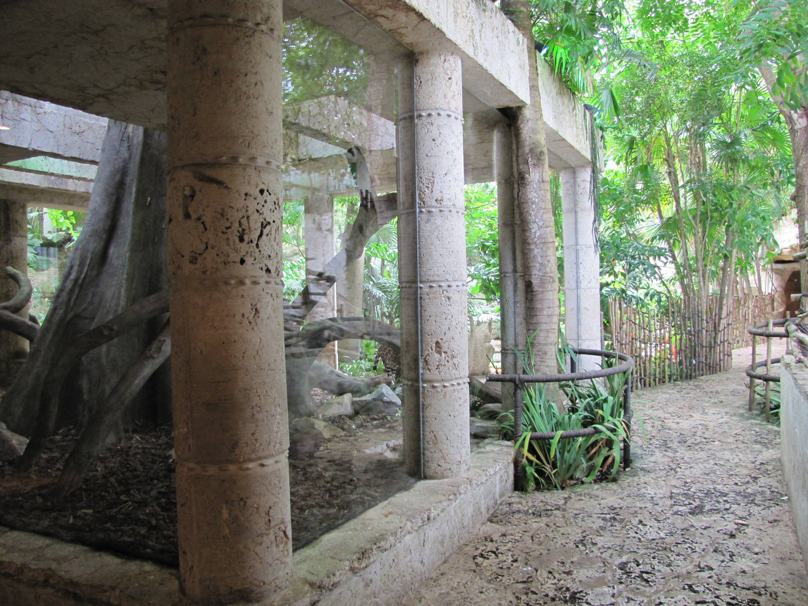 Dallas World Aquarium 2010 - Third side of the Jaguar/Ocelot exhibit