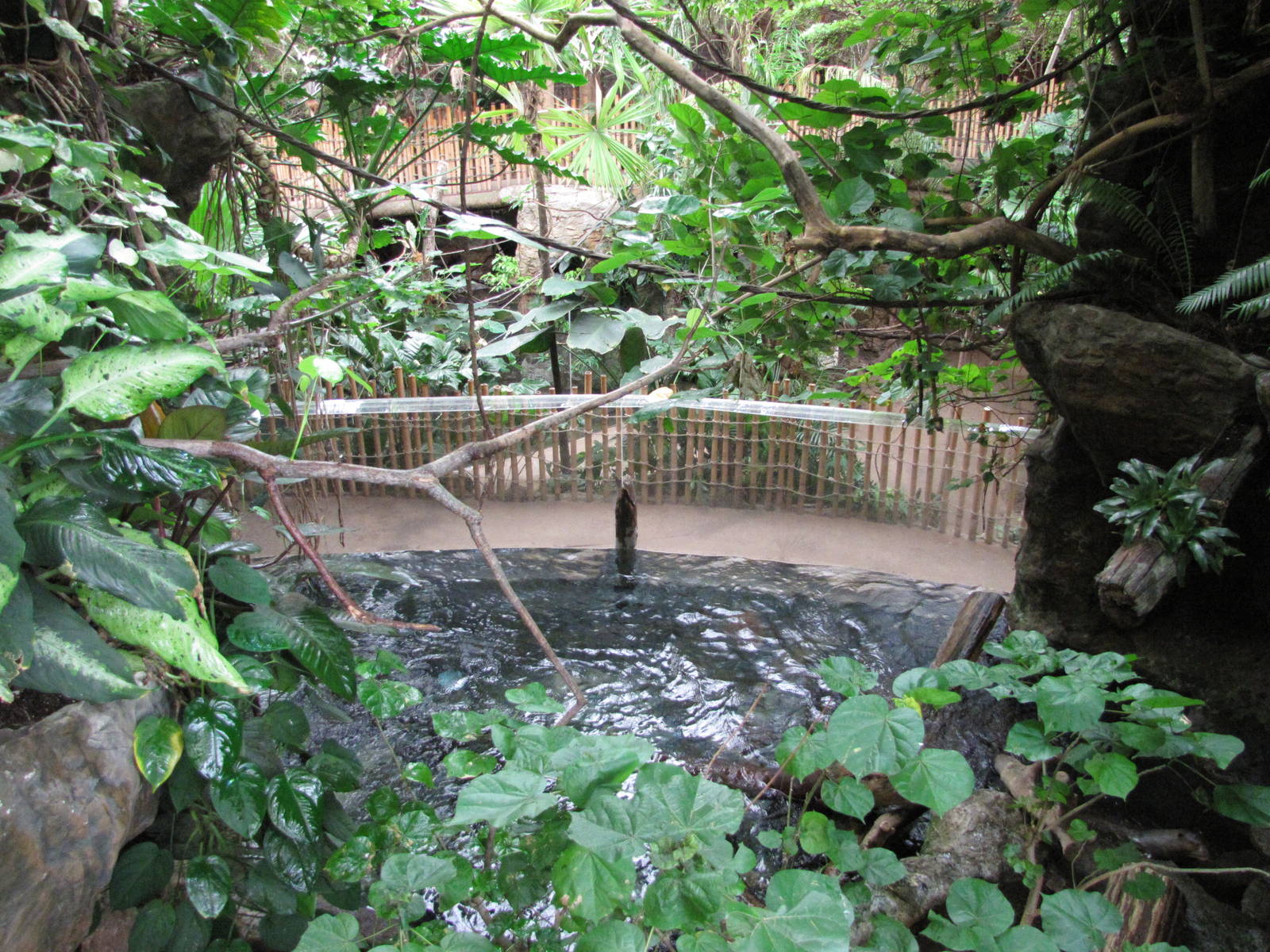Dallas World Aquarium 2010 - View over the Giant Otter exhibit from the hig