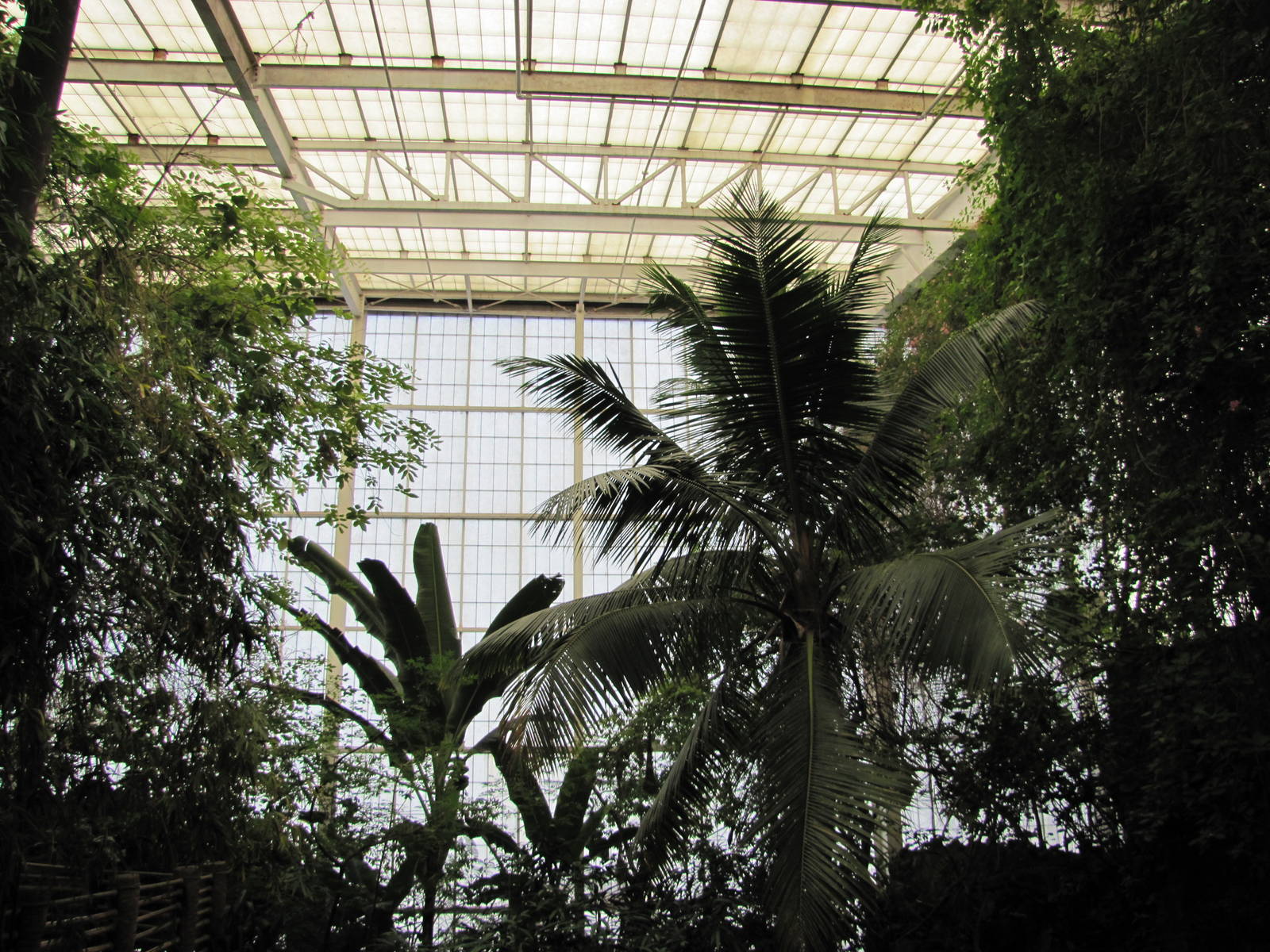 Dallas World Aquarium 2010 - View towards the ceiling