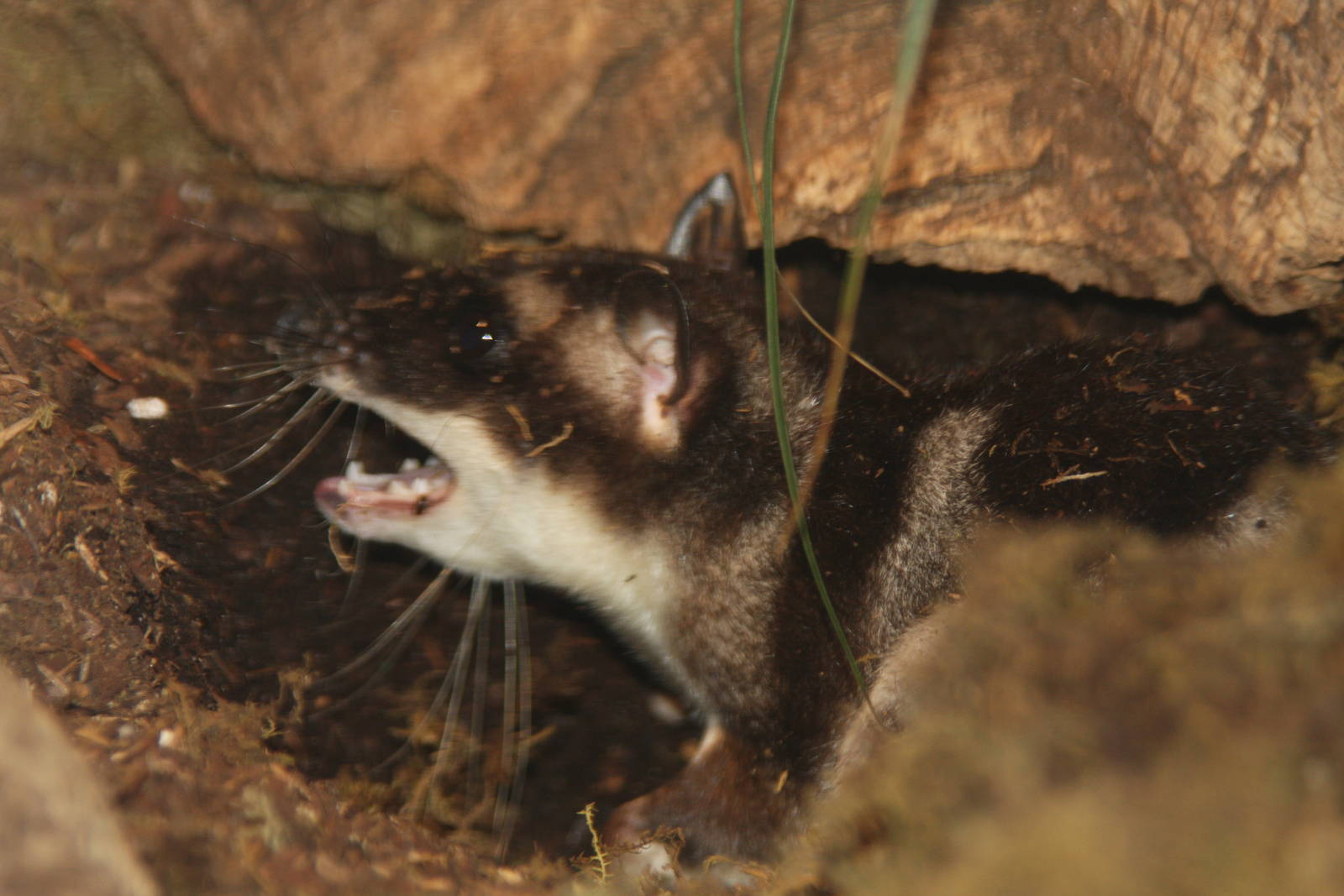 Dallas World Aquarium 2010