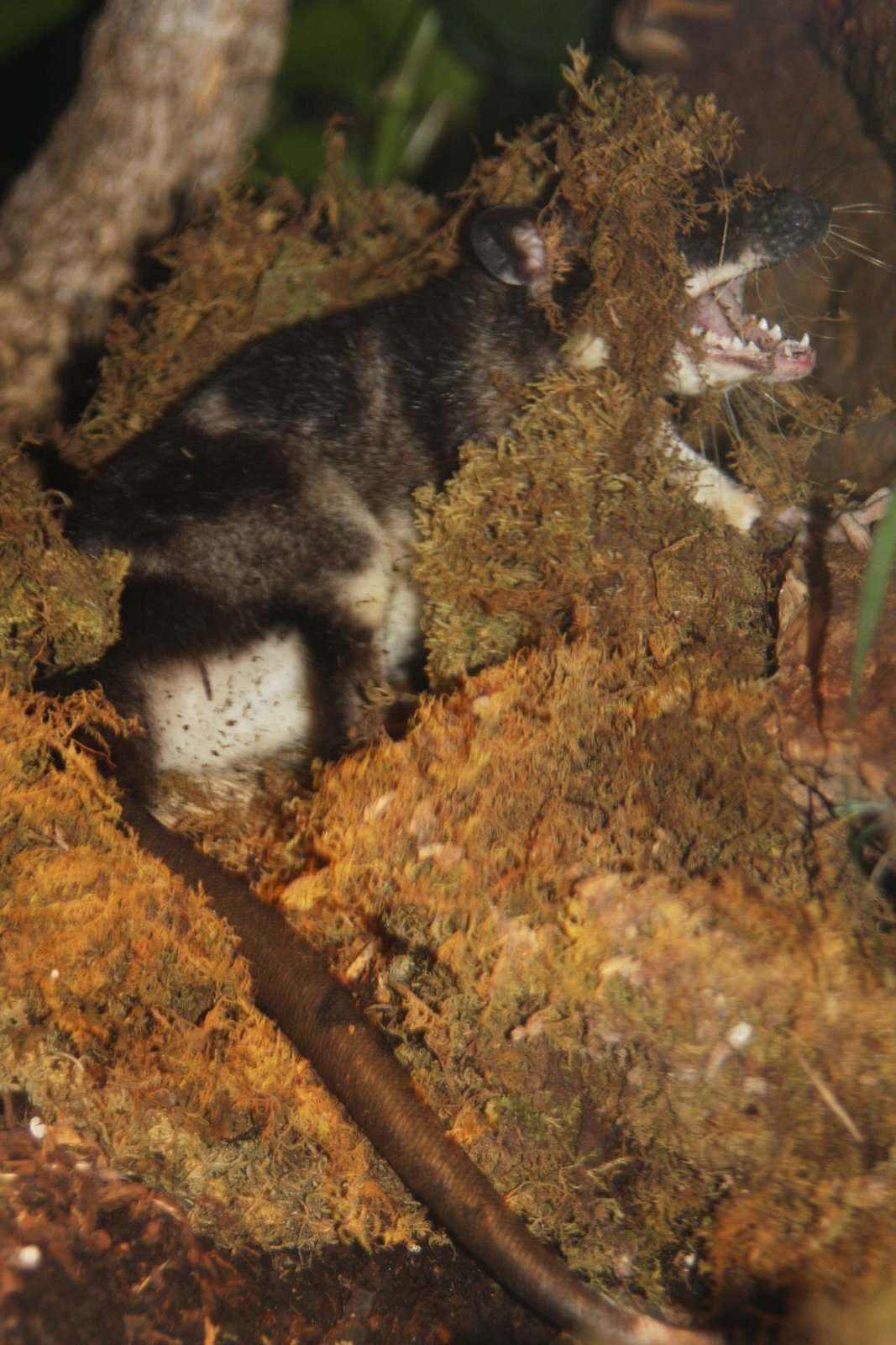 Dallas World Aquarium 2010