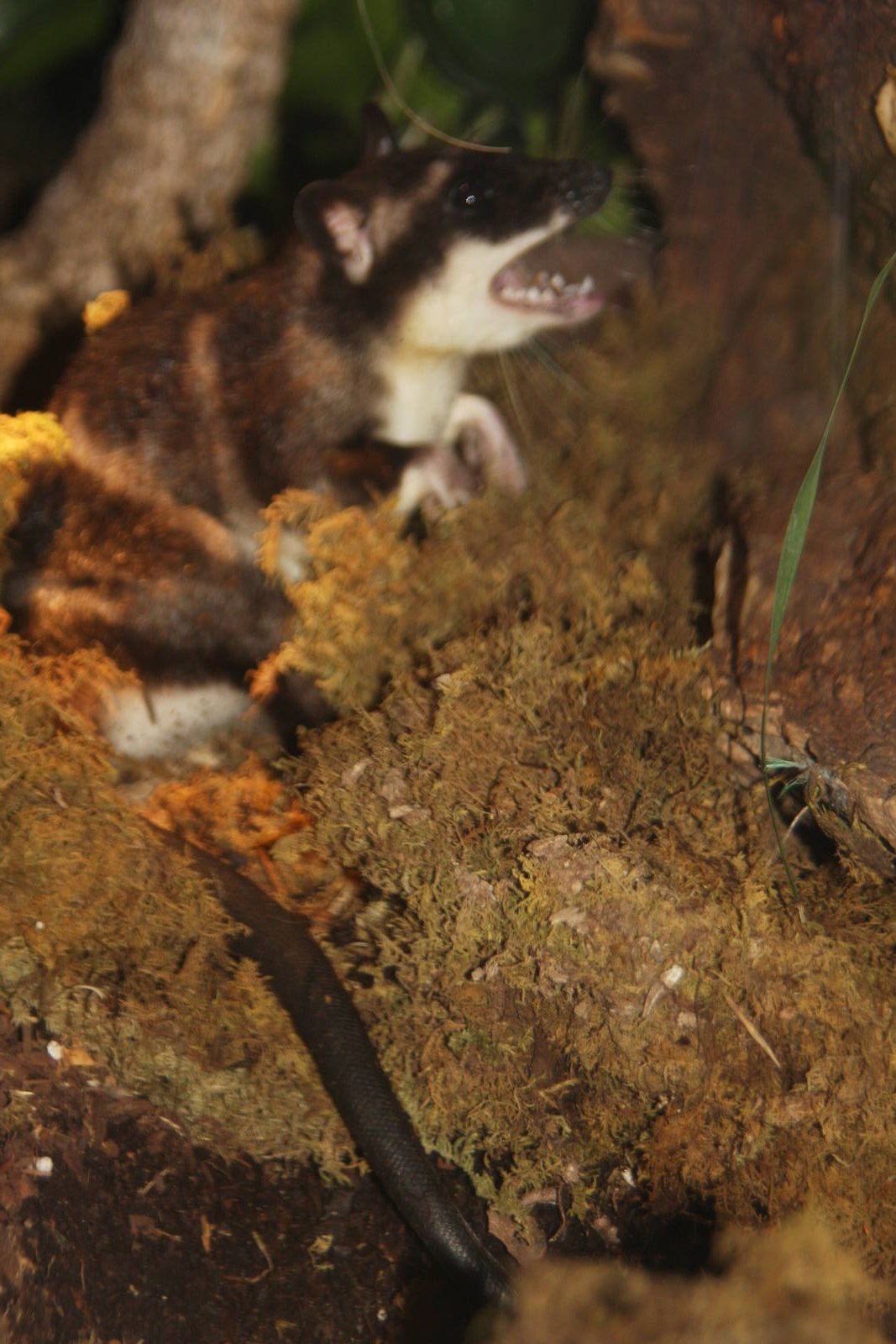 Dallas World Aquarium 2010