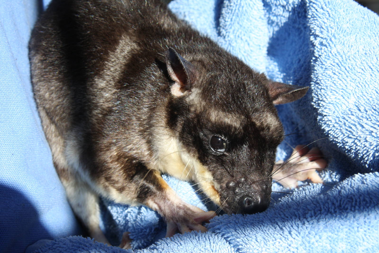 Dallas World Aquarium 2010