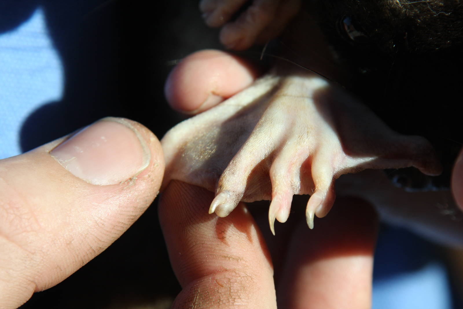 Dallas World Aquarium 2010