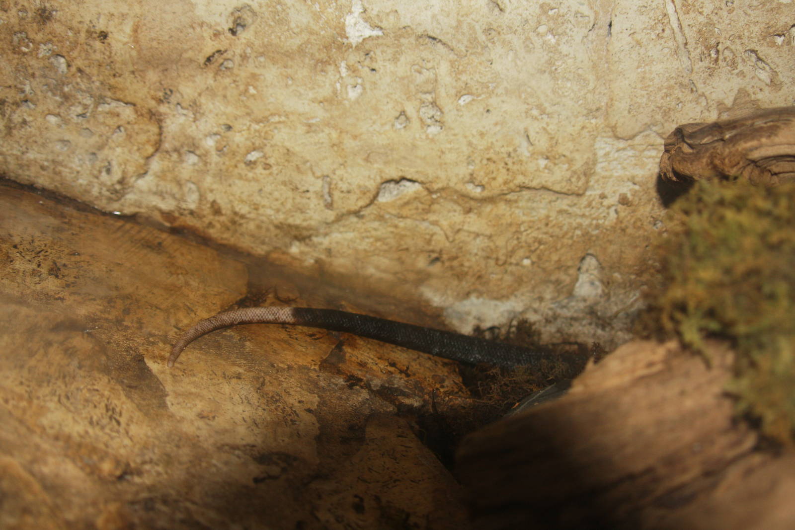 Dallas World Aquarium 2010