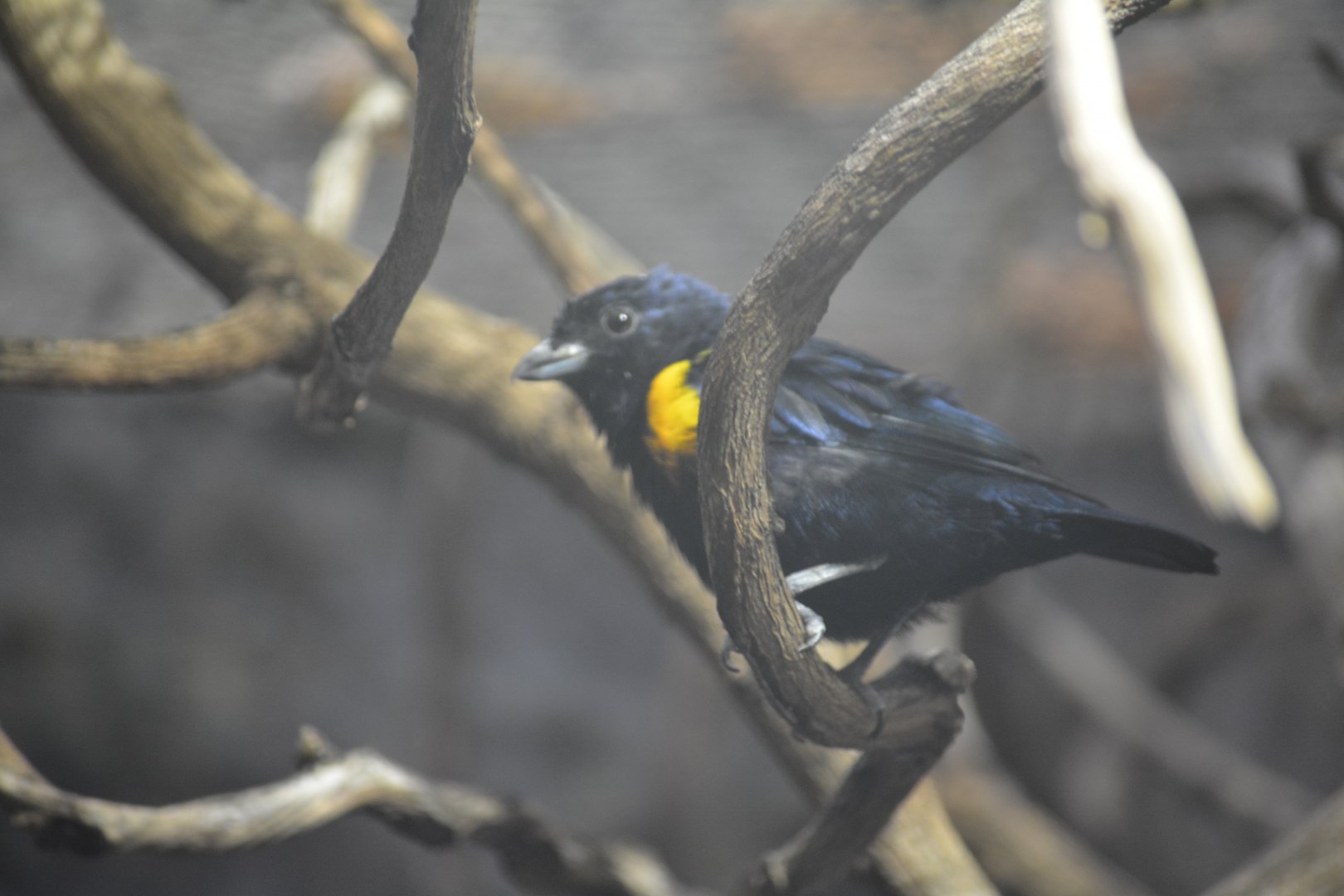 Dallas World Aquarium - Unknown Bird