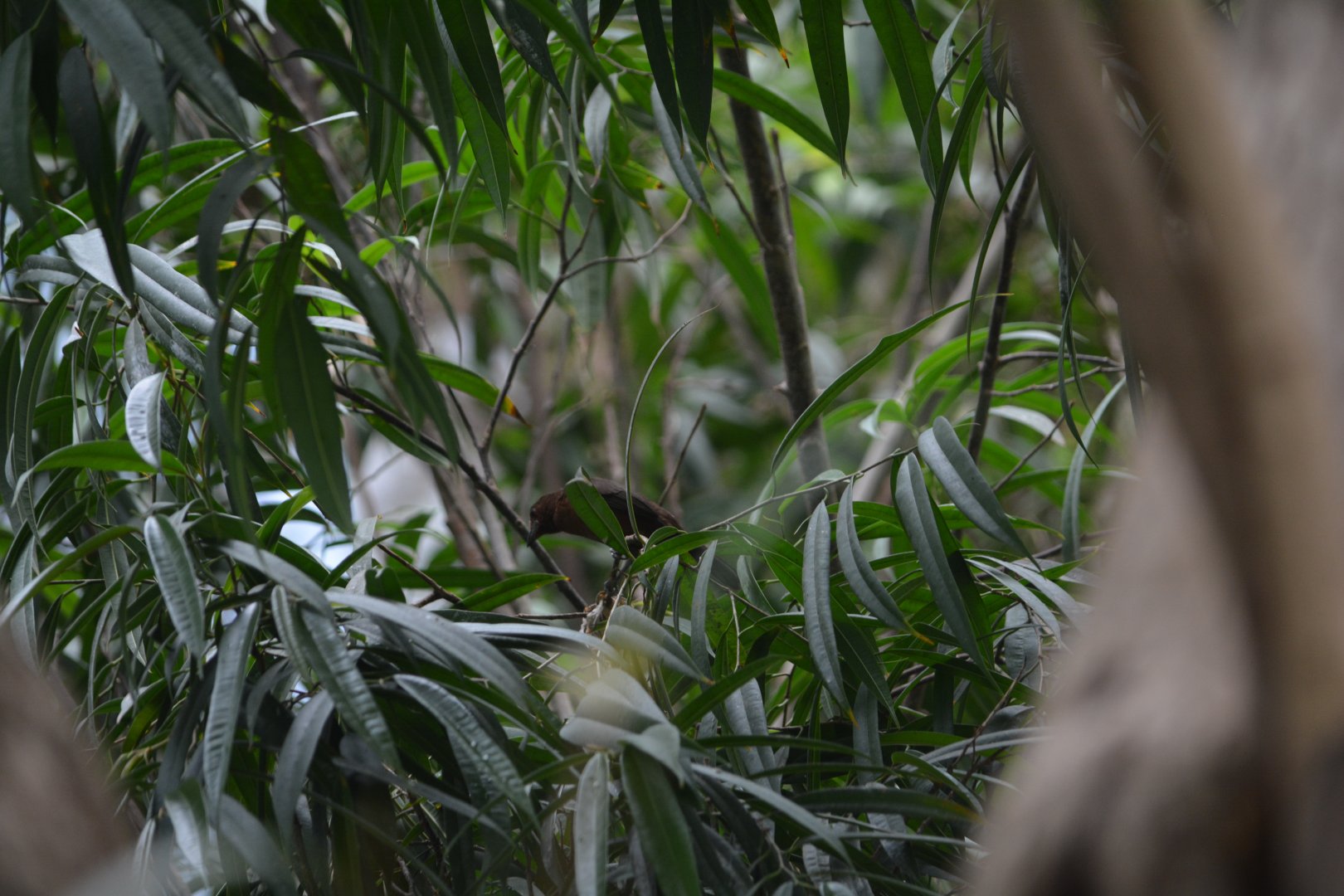 Dallas World Aquarium - Unknown Bird
