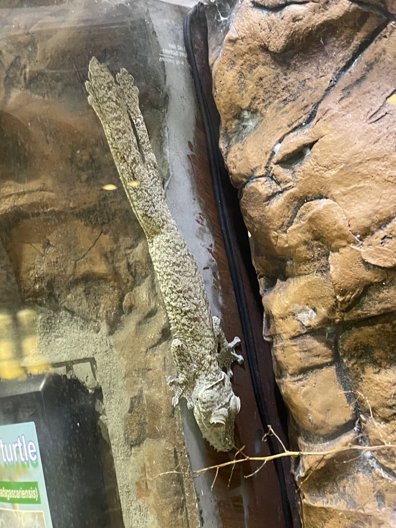 Dallas World Aquarium - Unknown Gecko