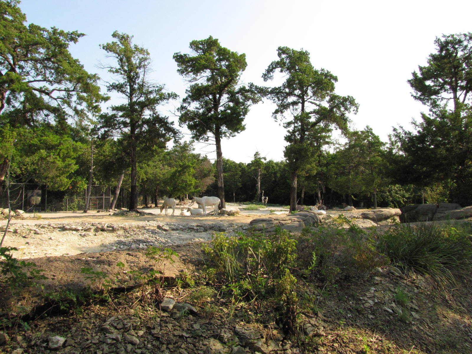 Dallas Zoo 2010 - Addax exhibit in Wilds of Africa