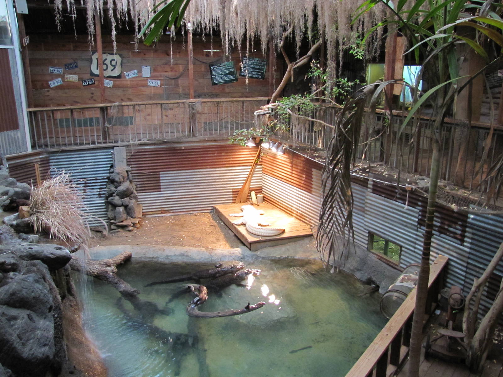 Dallas Zoo 2010 - American Alligator exhibit in the Bird and Reptile Buildi