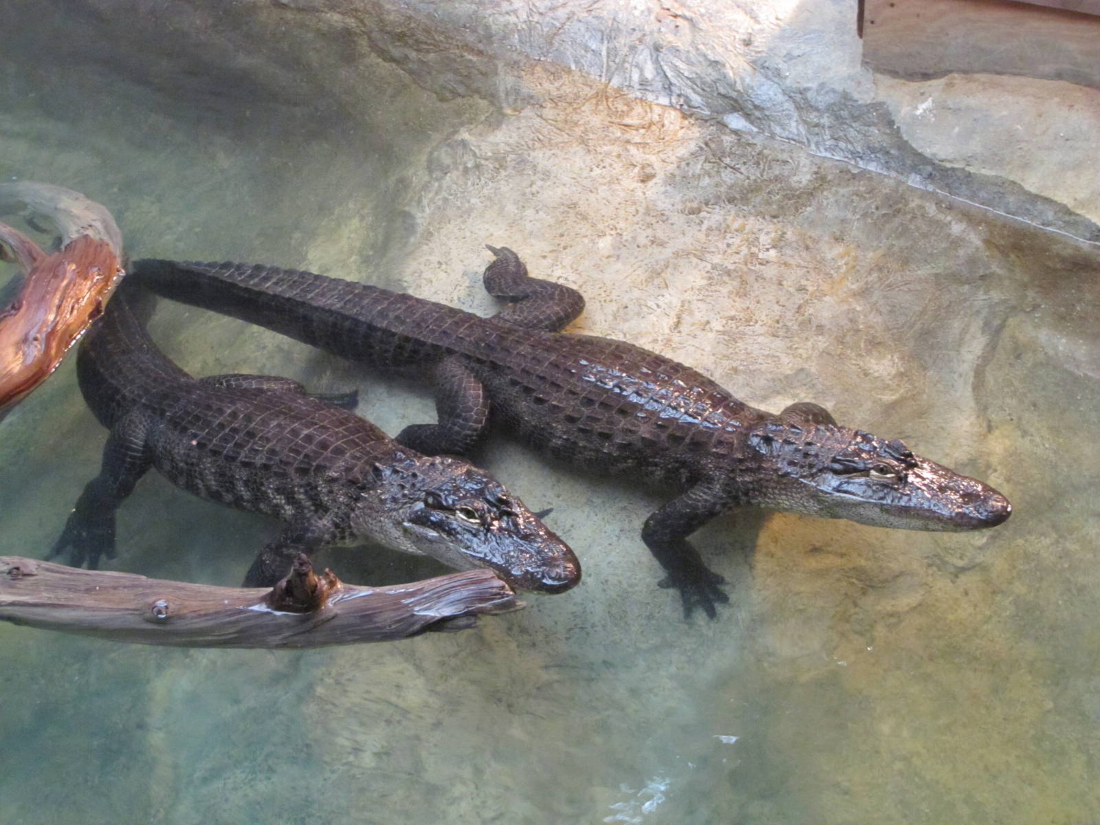 Dallas Zoo 2010 - American Alligators in the Bird and Reptile House