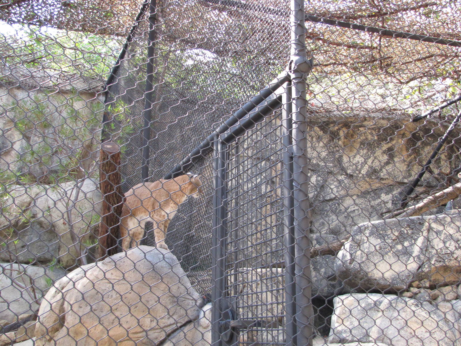 Dallas Zoo 2010 - Bobcat in Cat Row in Zoo North