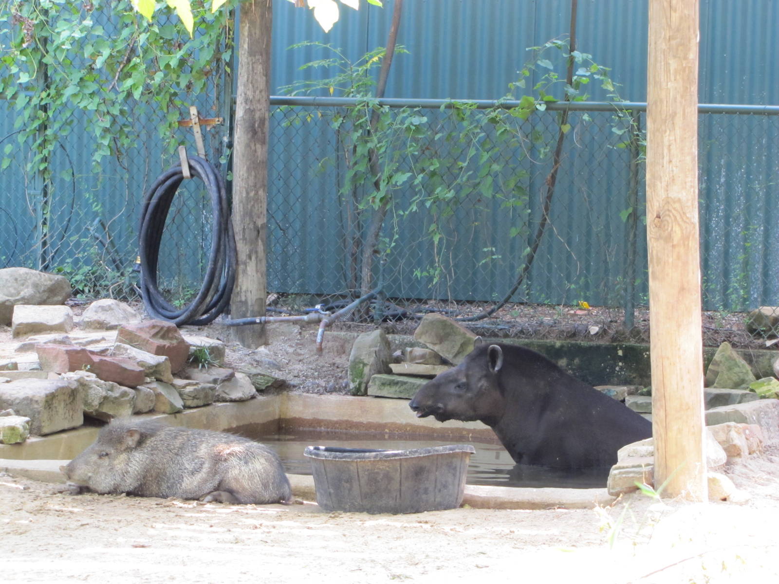 Dallas Zoo 2010 - Brazilian Tapir and Collared Peccary mixed in Zoo North
