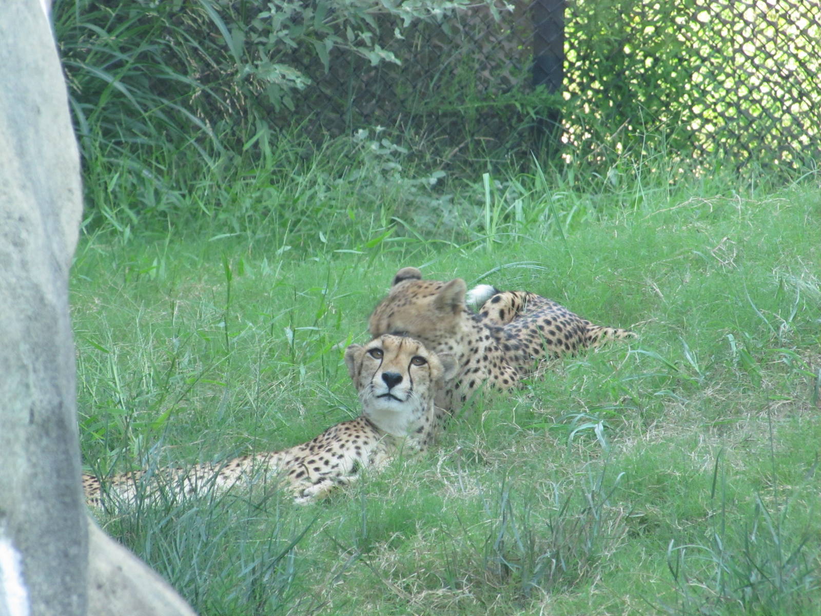 Dallas Zoo 2010 - Cheetahs in Giants of the Savanna