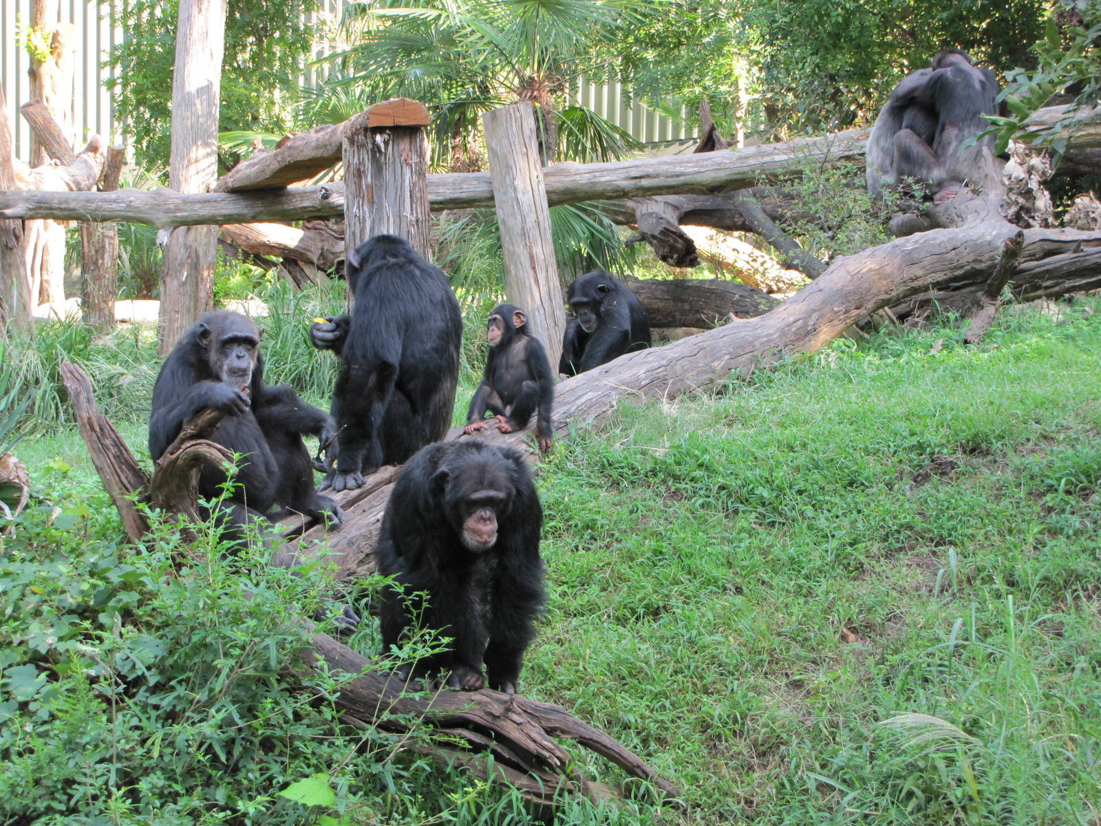 Dallas Zoo 2010 - Chimpanzees