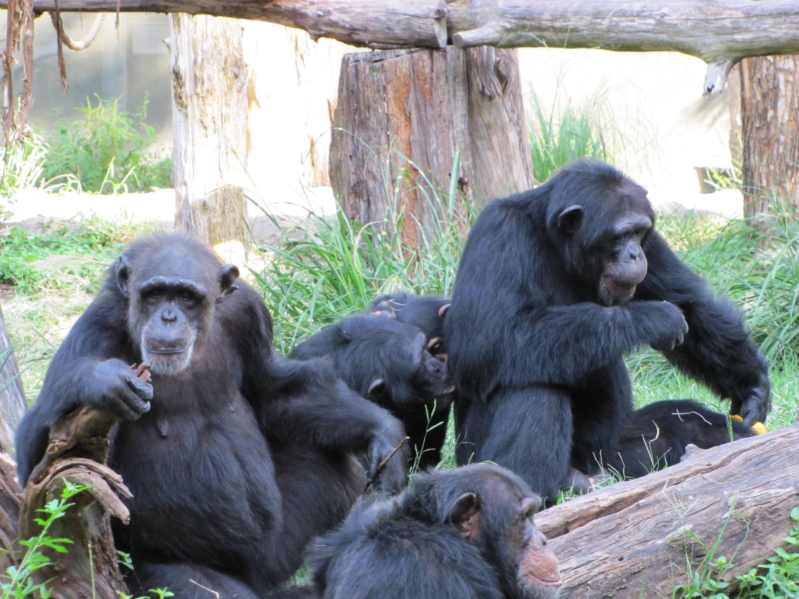 Dallas Zoo 2010 - Chimpanzees