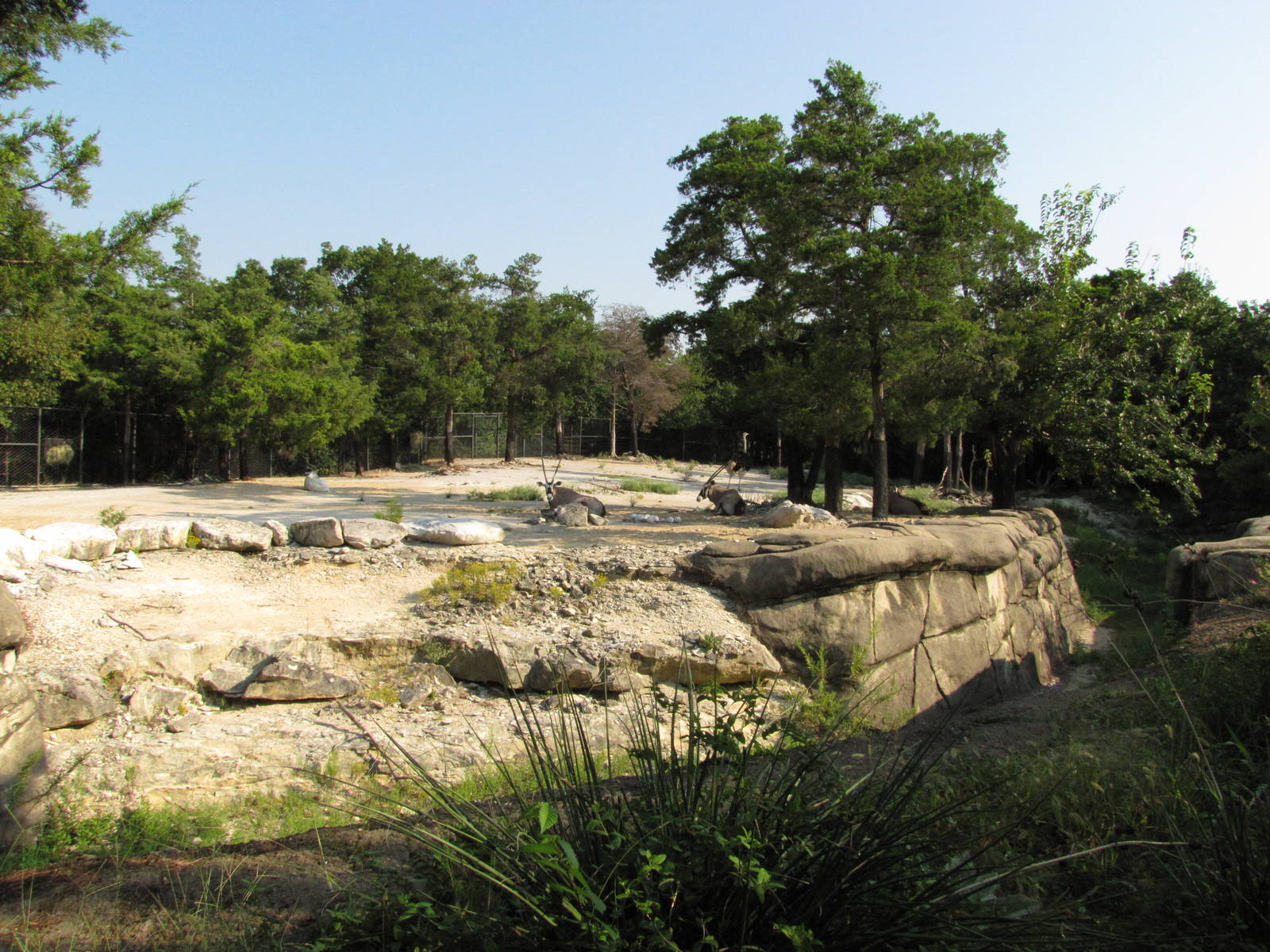 Dallas Zoo 2010 - Gemsbok exhibit in Wilds of Africa
