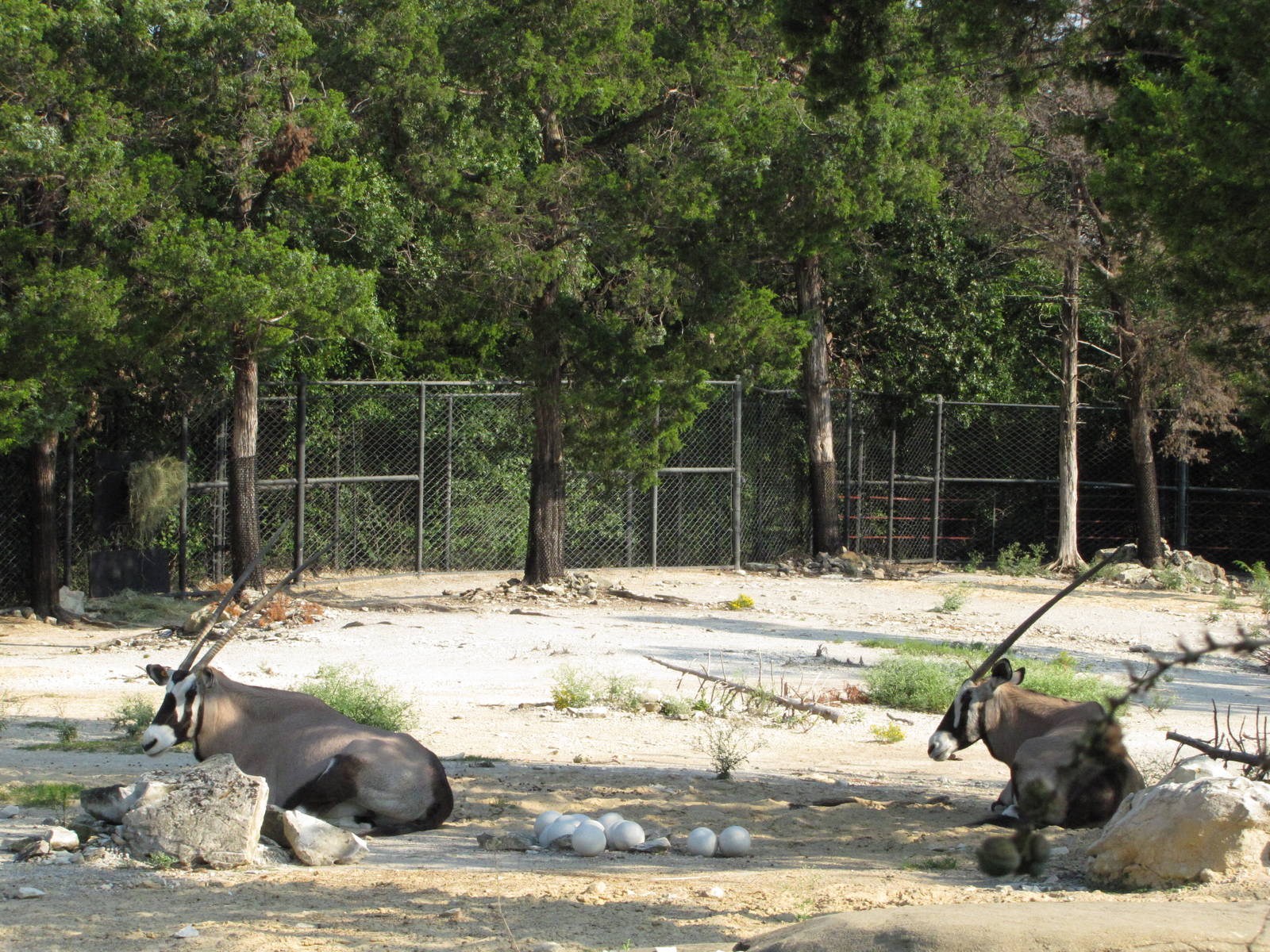 Dallas Zoo 2010 - Gemsbok in Wilds of Africa