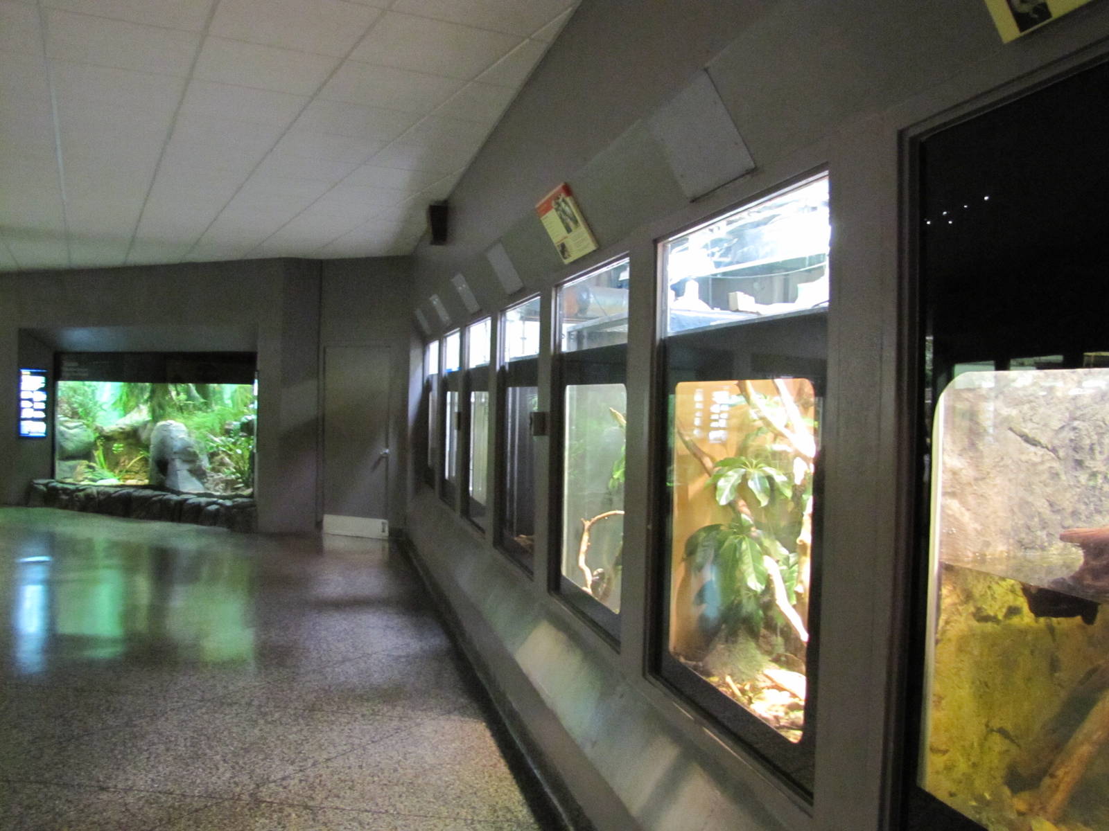 Dallas Zoo 2010 - General view inside the Bird and Reptile Building